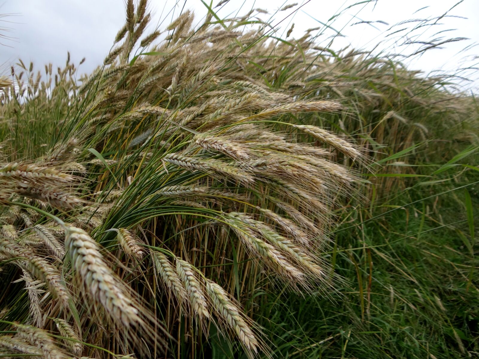 Sony Cyber-shot DSC-HX100V sample photo. Rye, cereals, ear photography