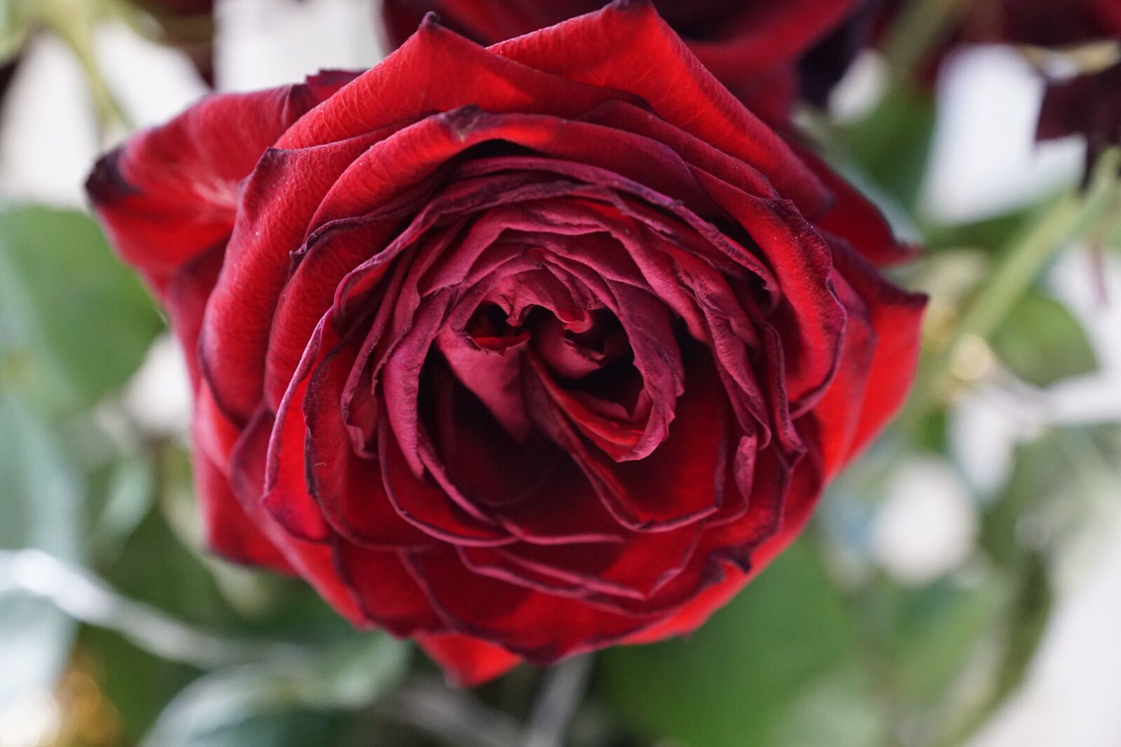 Sony ILCA-77M2 + Sony DT 16-50mm F2.8 SSM sample photo. Rose, red, love photography