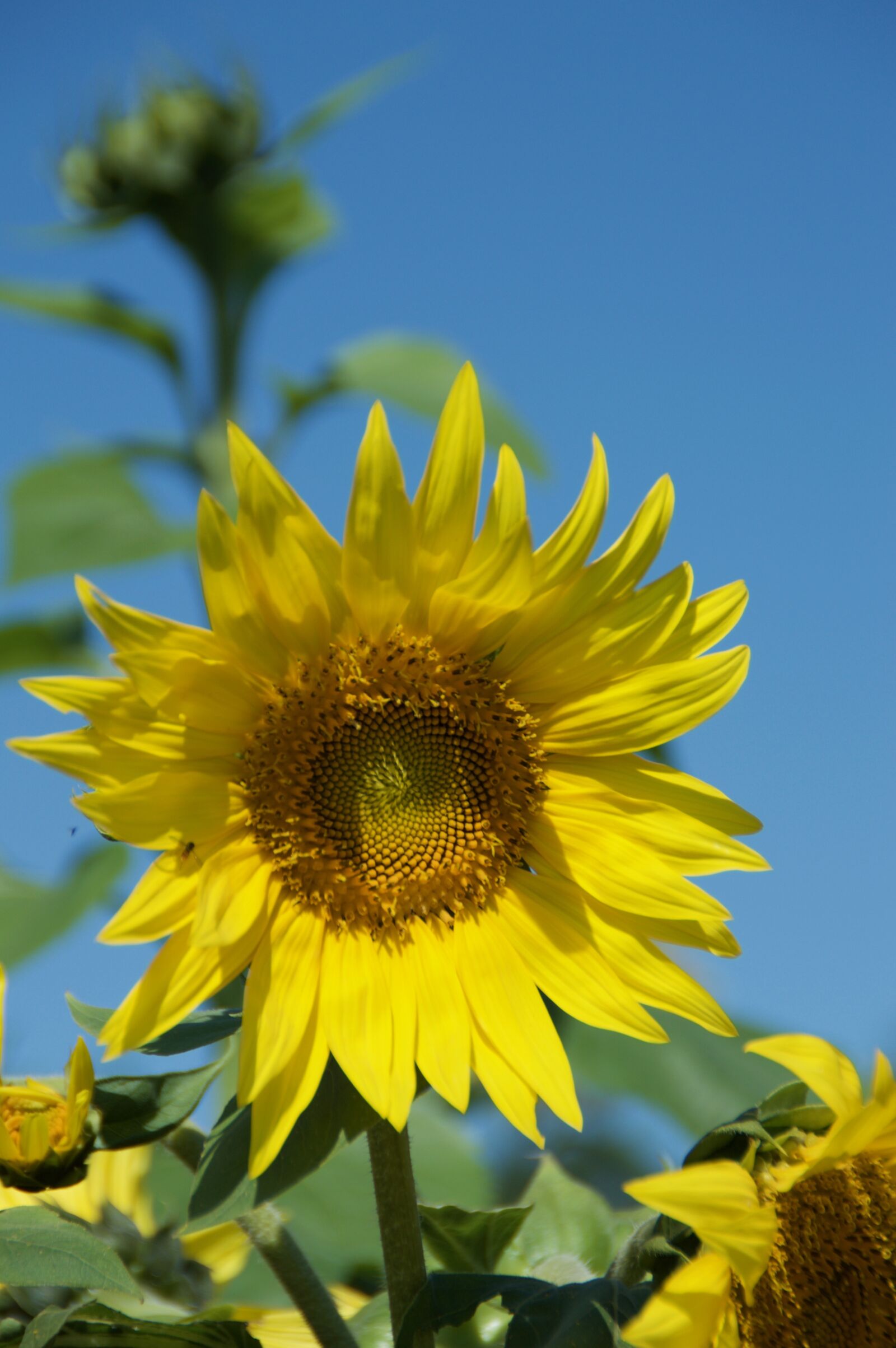 Nikon D3200 sample photo. Sunflower, nature, flower photography