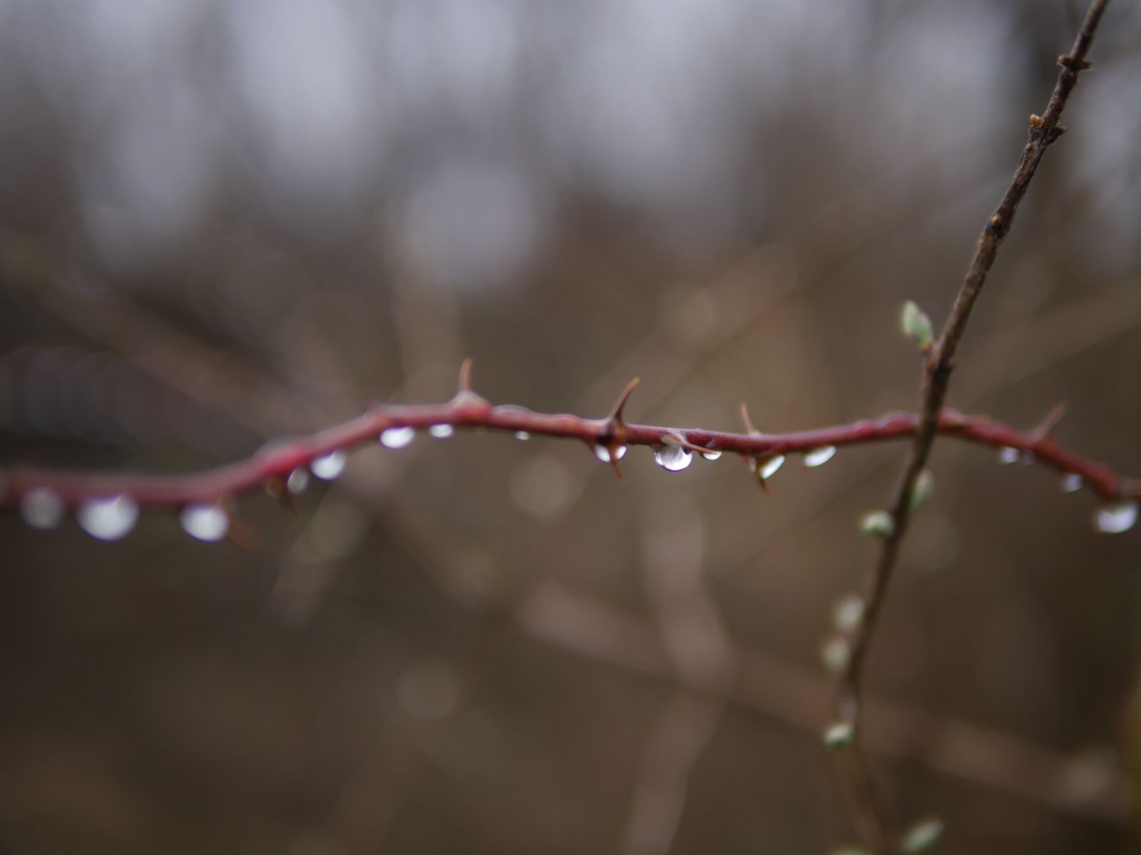 Panasonic Lumix DMC-GX8 sample photo. Macro, drip, dew photography