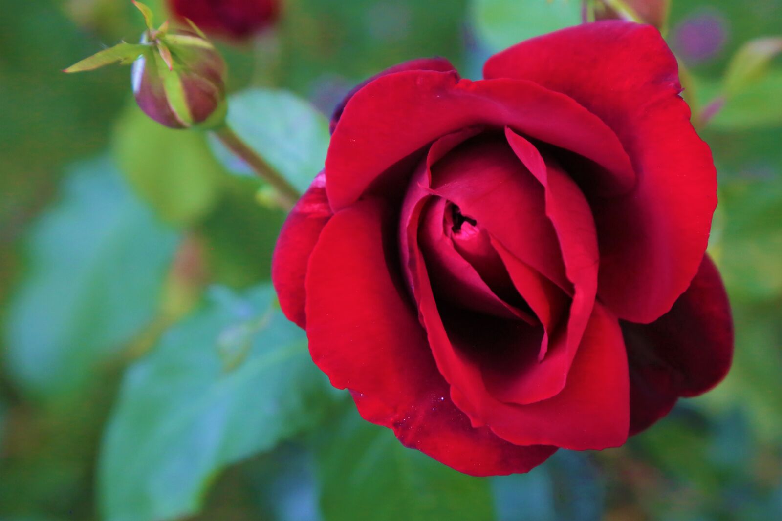 Canon EF 24-105mm F4L IS USM sample photo. Rose, spring, nature photography