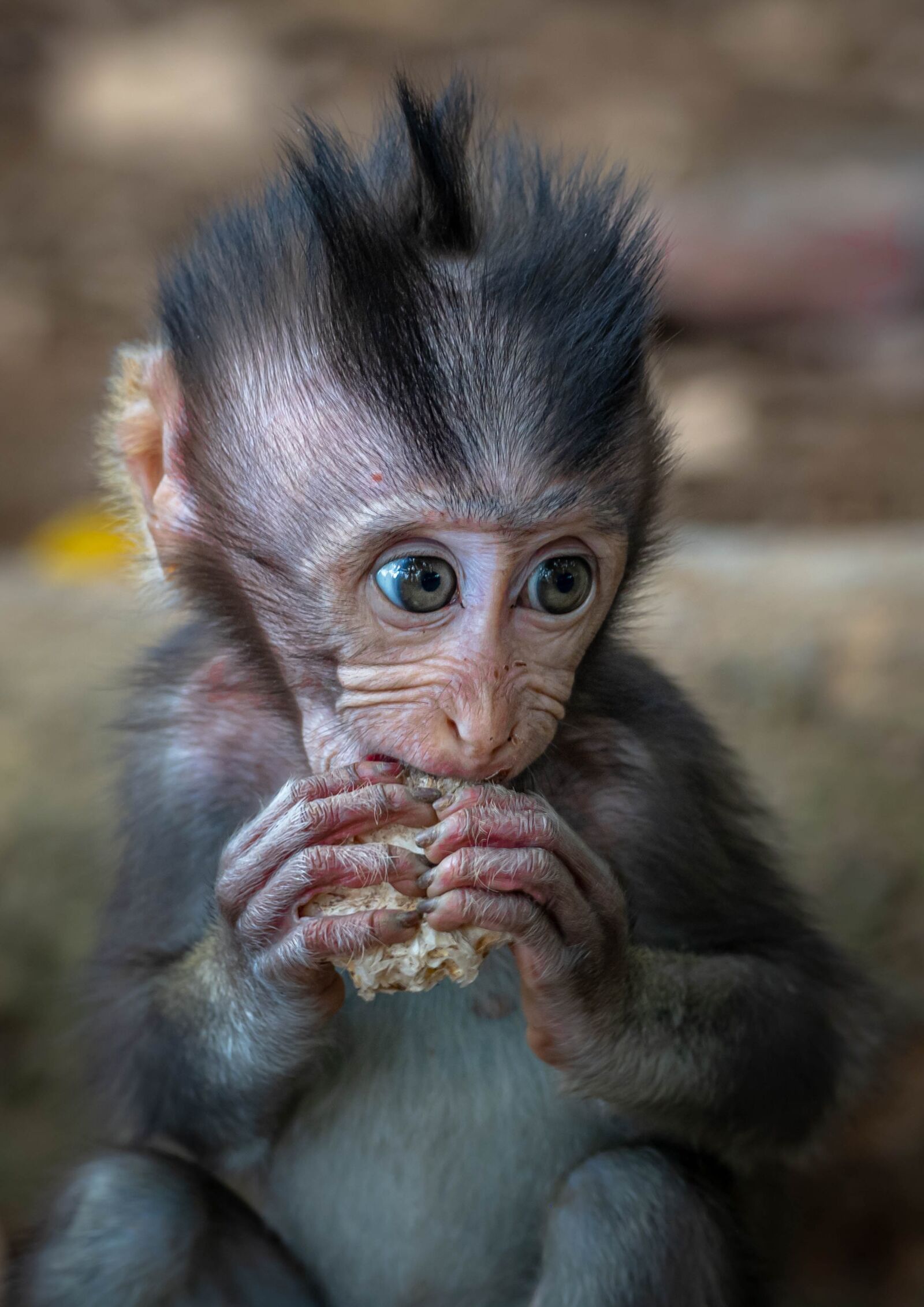 OLYMPUS M.300mm F4.0 sample photo. Monkey, macaque, infant photography