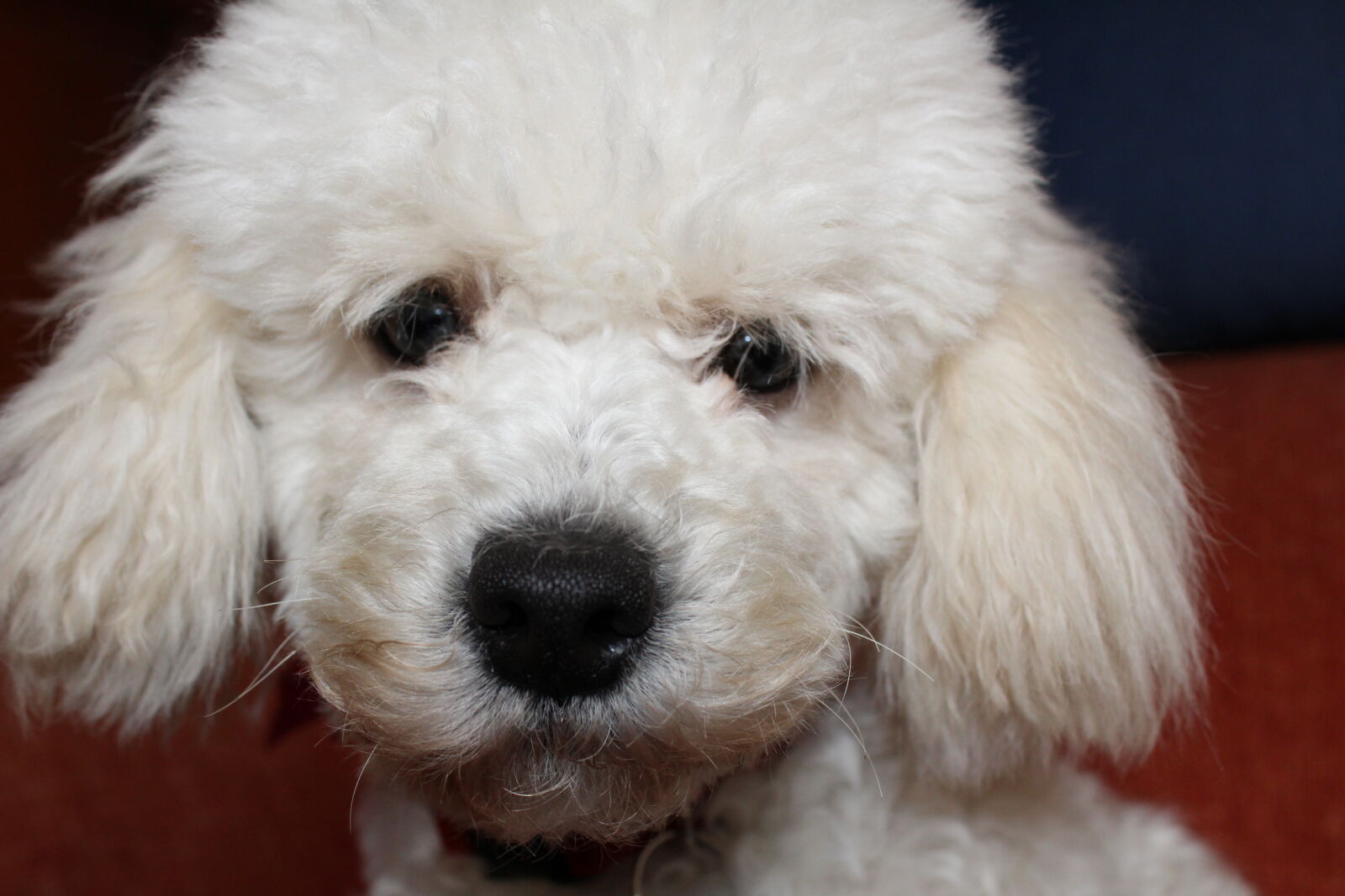 Canon EOS 1200D (EOS Rebel T5 / EOS Kiss X70 / EOS Hi) sample photo. Baby, dog, big, eyes photography
