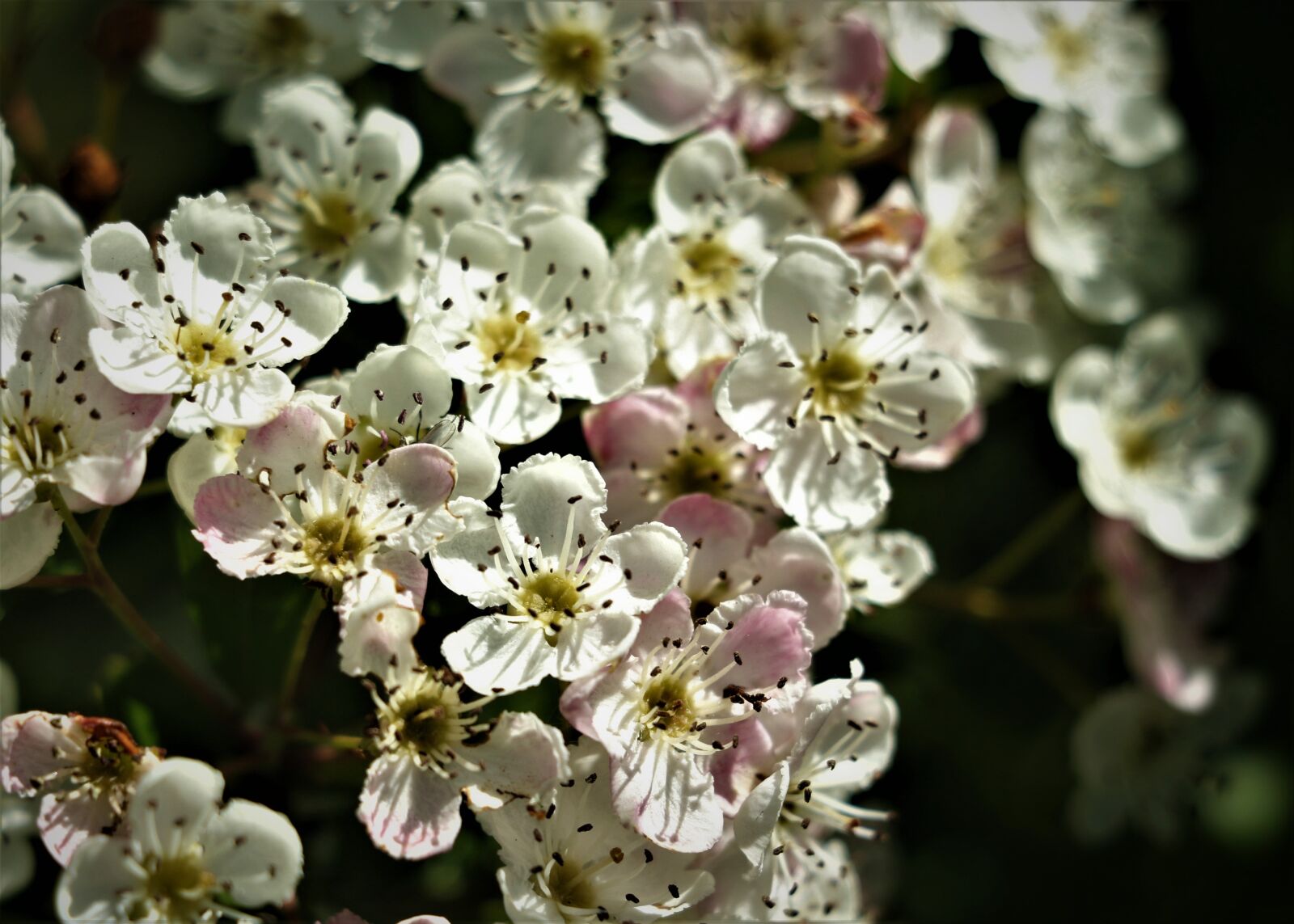 Canon EOS 7D Mark II sample photo. Flowers, colourful, spring photography