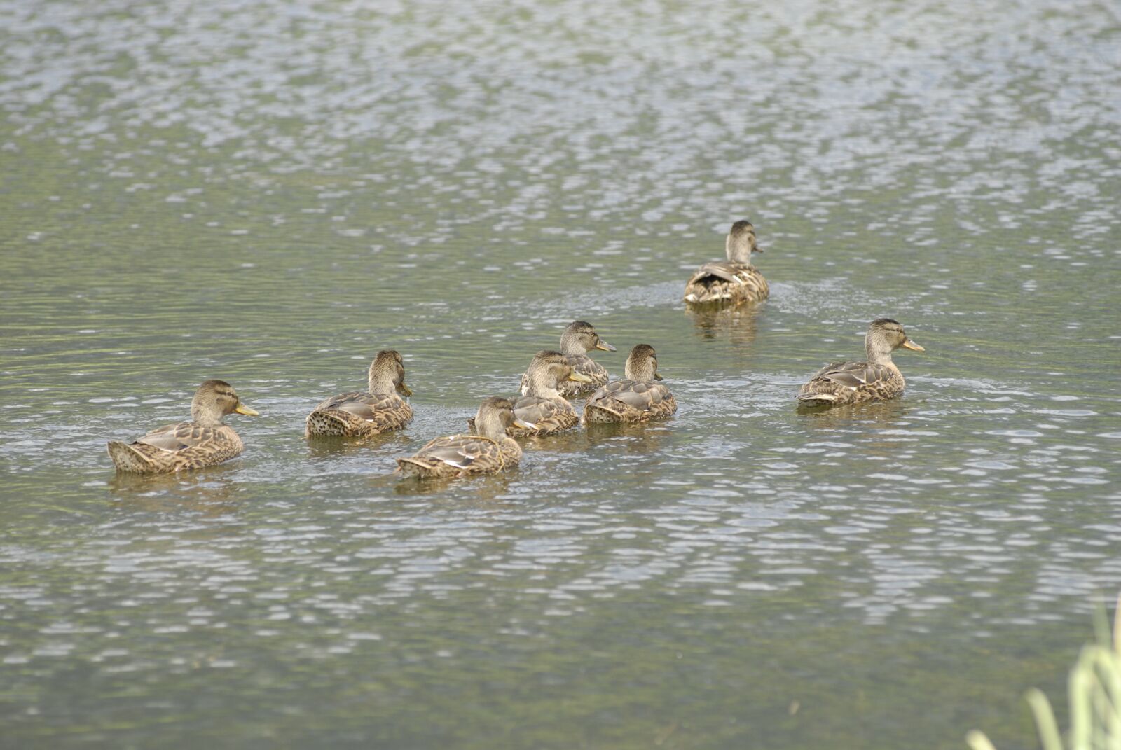 Nikon D200 sample photo. Buffalo, birds, lake photography