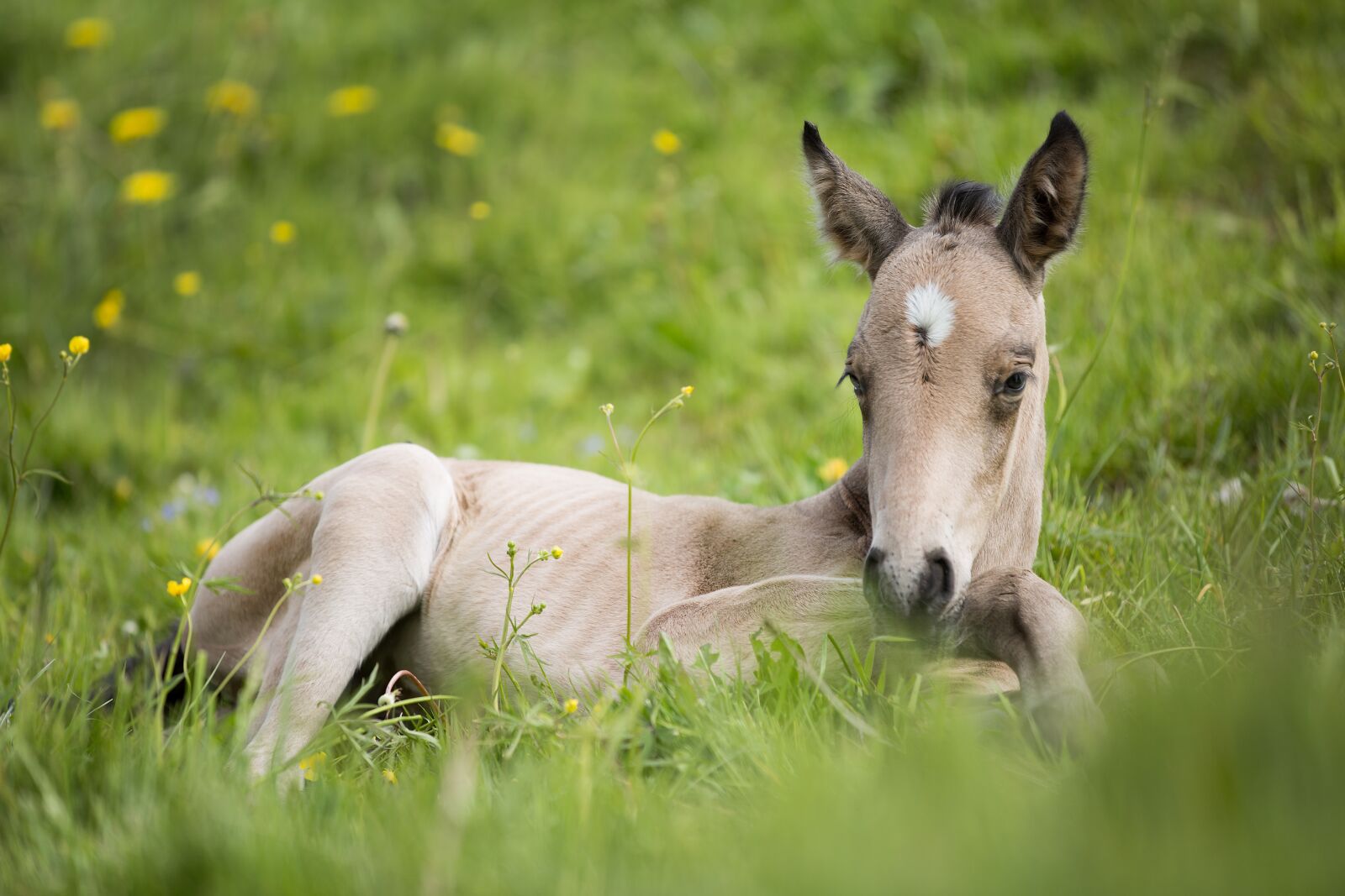 Canon EF 70-200mm F2.8L IS II USM sample photo. Foal, horse, animal photography