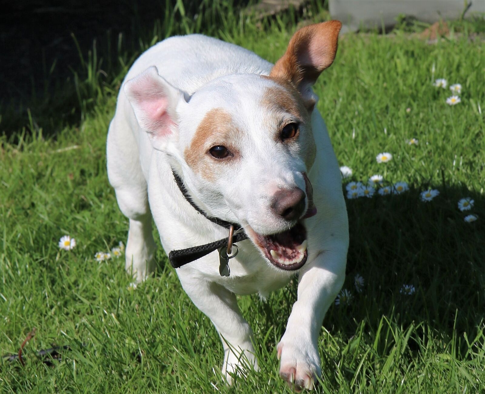 Canon EOS 760D (EOS Rebel T6s / EOS 8000D) sample photo. Jack russel, terrier, dog photography