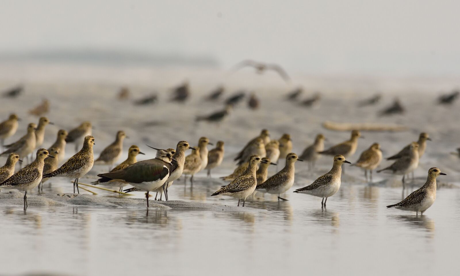 Nikon D7200 sample photo. Group of birds, golden photography