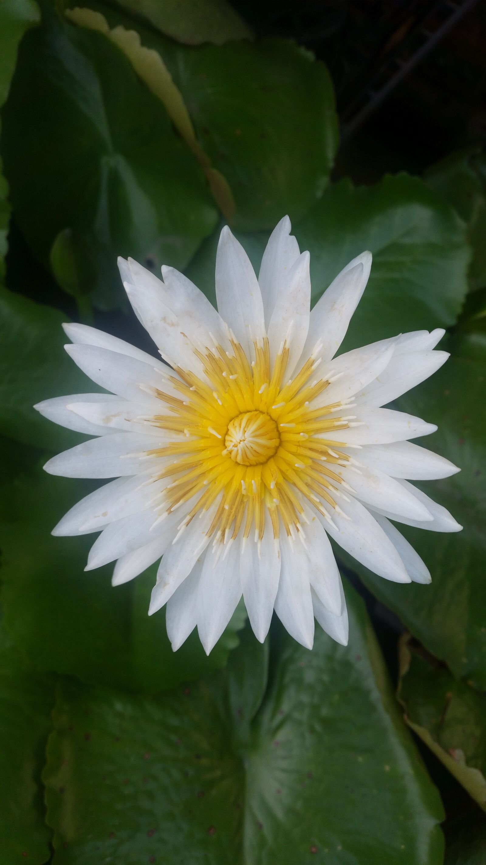 Samsung Galaxy S5 sample photo. White lotus flower, lotus photography