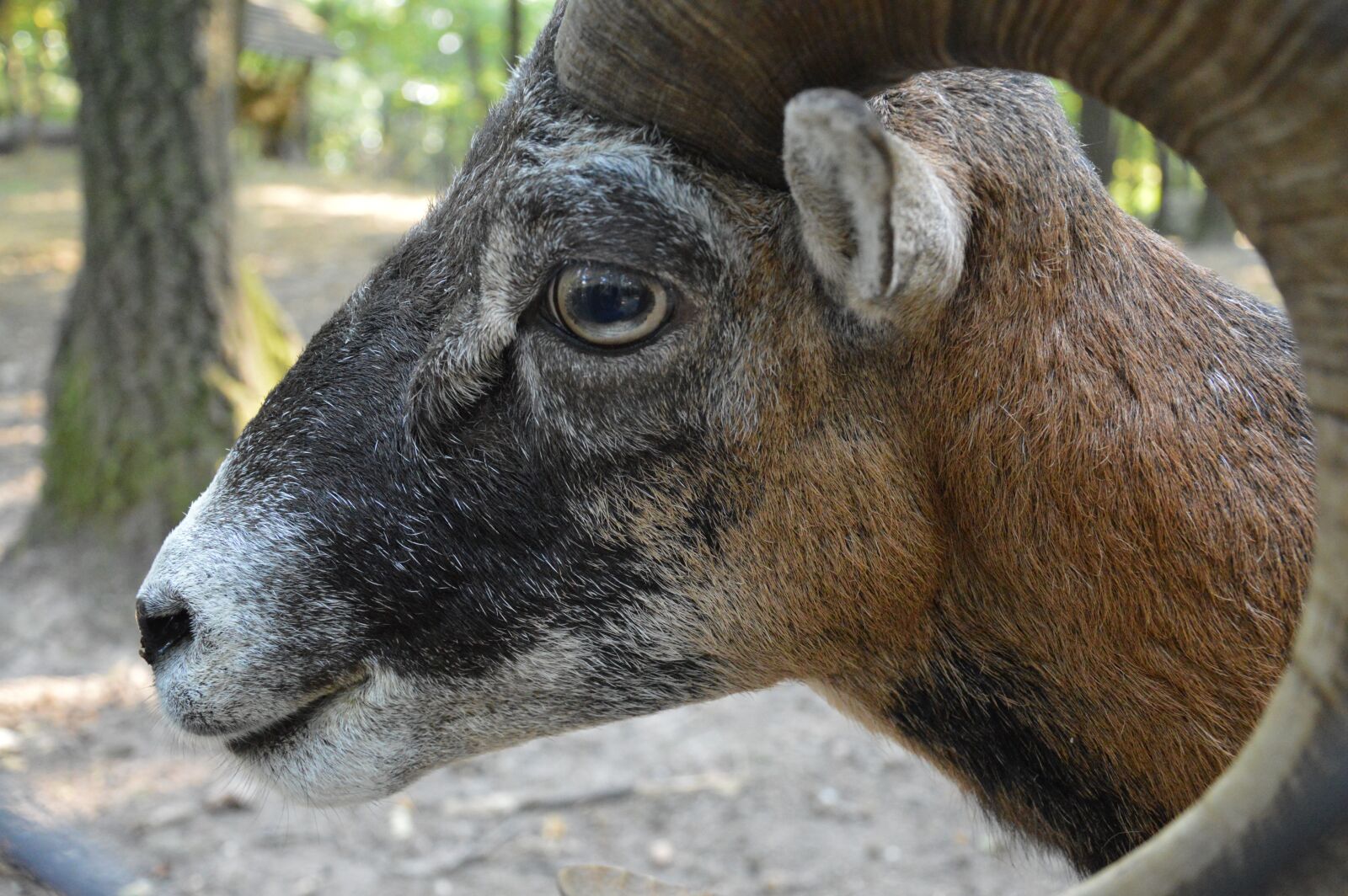 Nikon D3200 sample photo. Mouflon, horn, wild photography