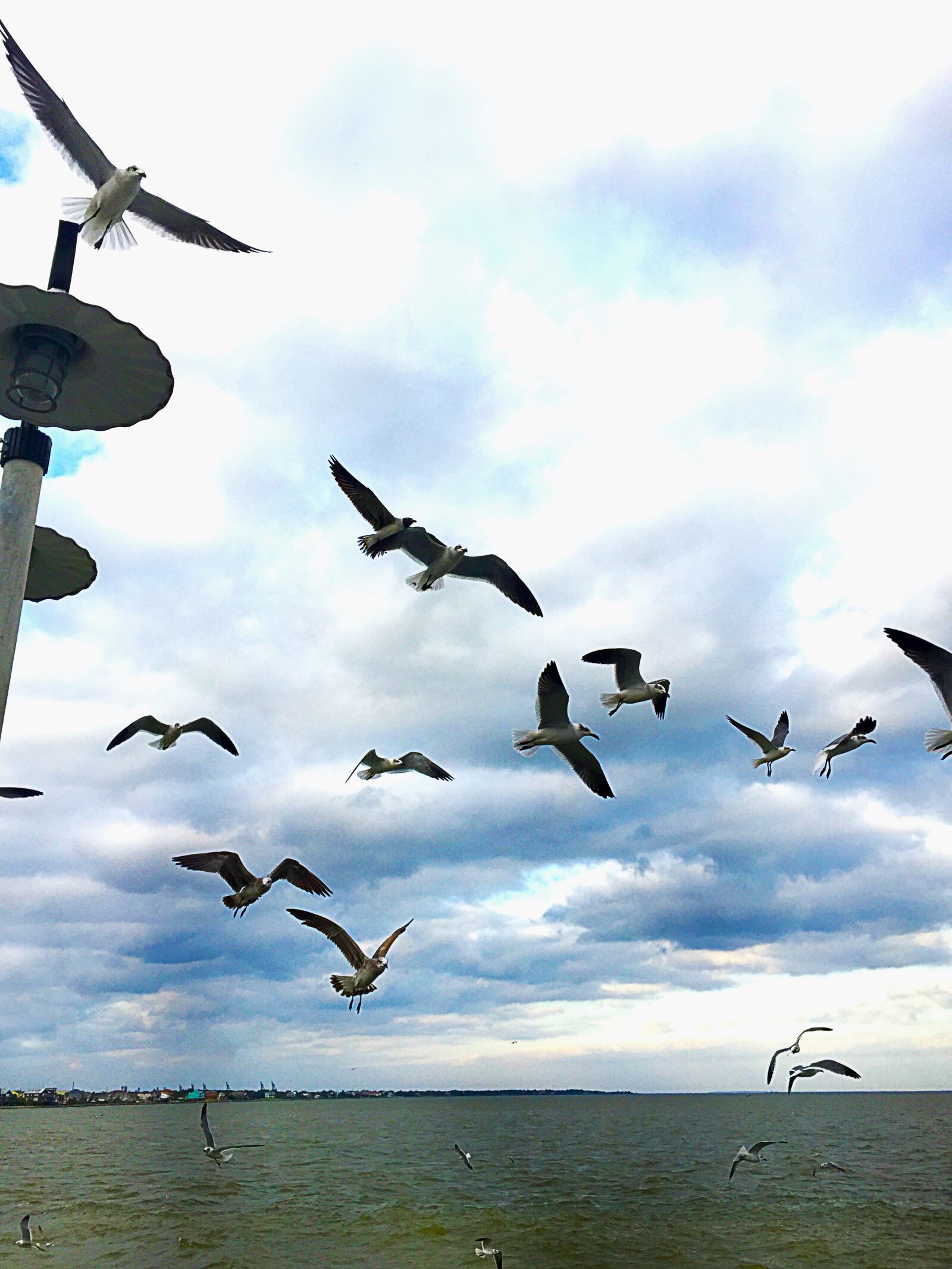 iPhone 6 Plus back camera 4.15mm f/2.2 sample photo. Seagull, birds, wings photography