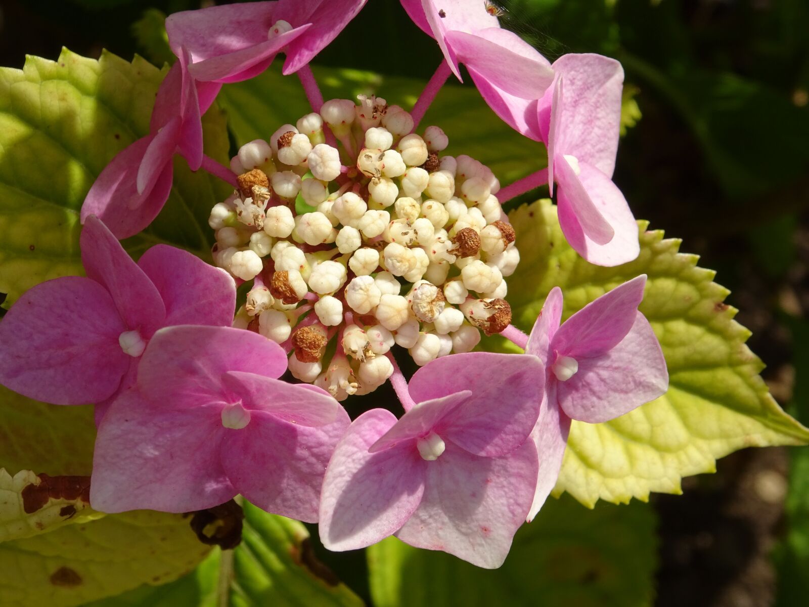 Sony Cyber-shot DSC-WX350 sample photo. Hydrangea, petals, pink photography