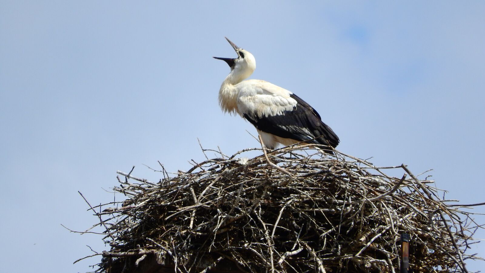 Nikon Coolpix P610 sample photo. Stork, baby stork, nesting photography