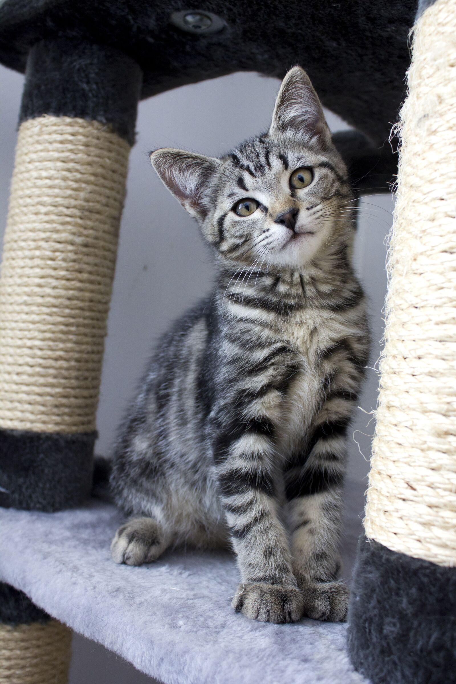 Canon EF-S 18-55mm F3.5-5.6 IS sample photo. Cat, kitten, animals photography