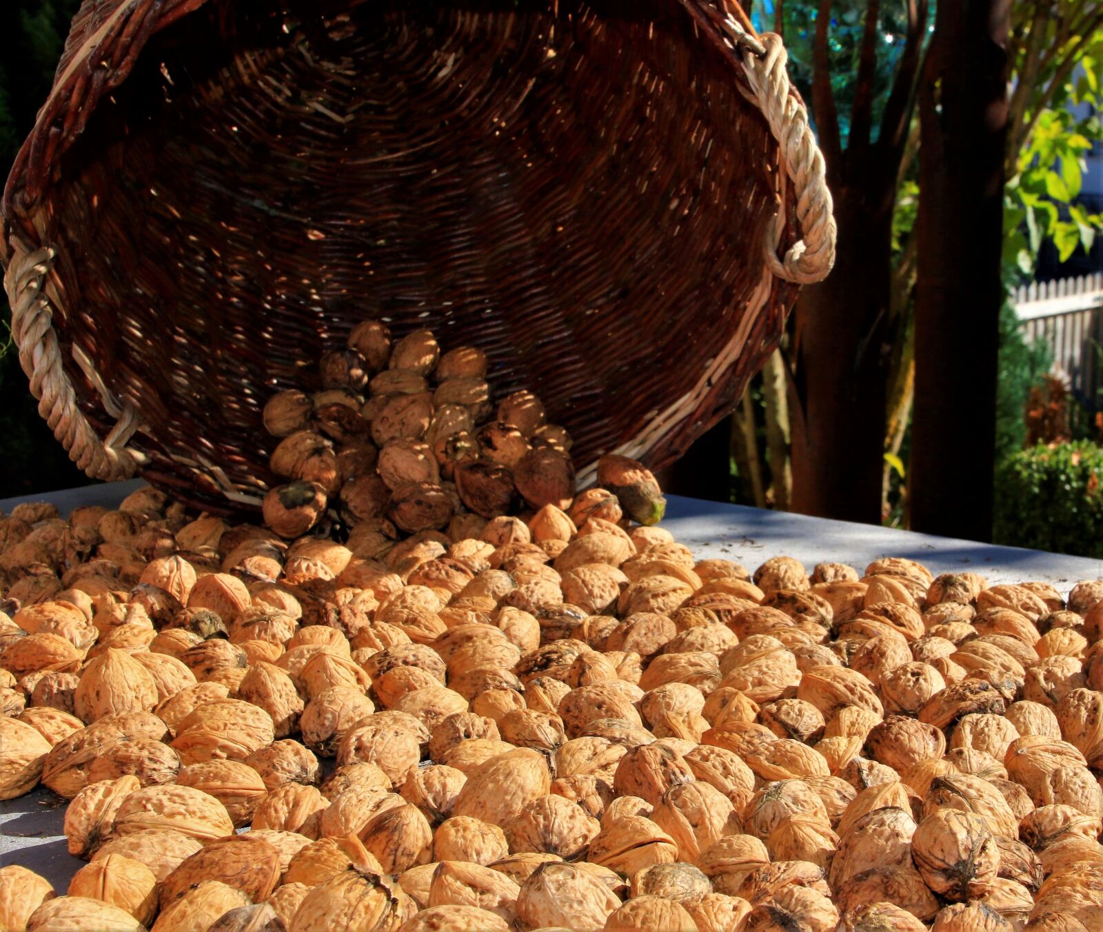 Canon EOS 7D Mark II sample photo. Walnut, autumn, nuts photography