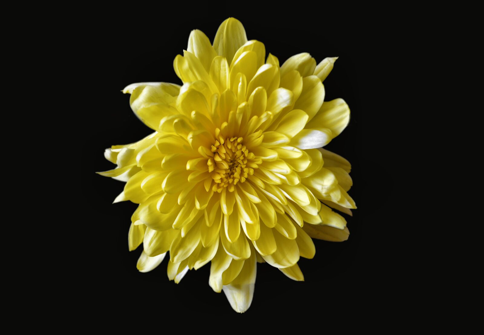 Nikon D5100 sample photo. Chrysanthemum, yellow, flower photography