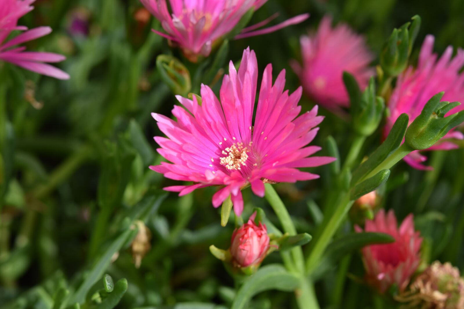 Nikon D5600 sample photo. Flower, flower fico de photography