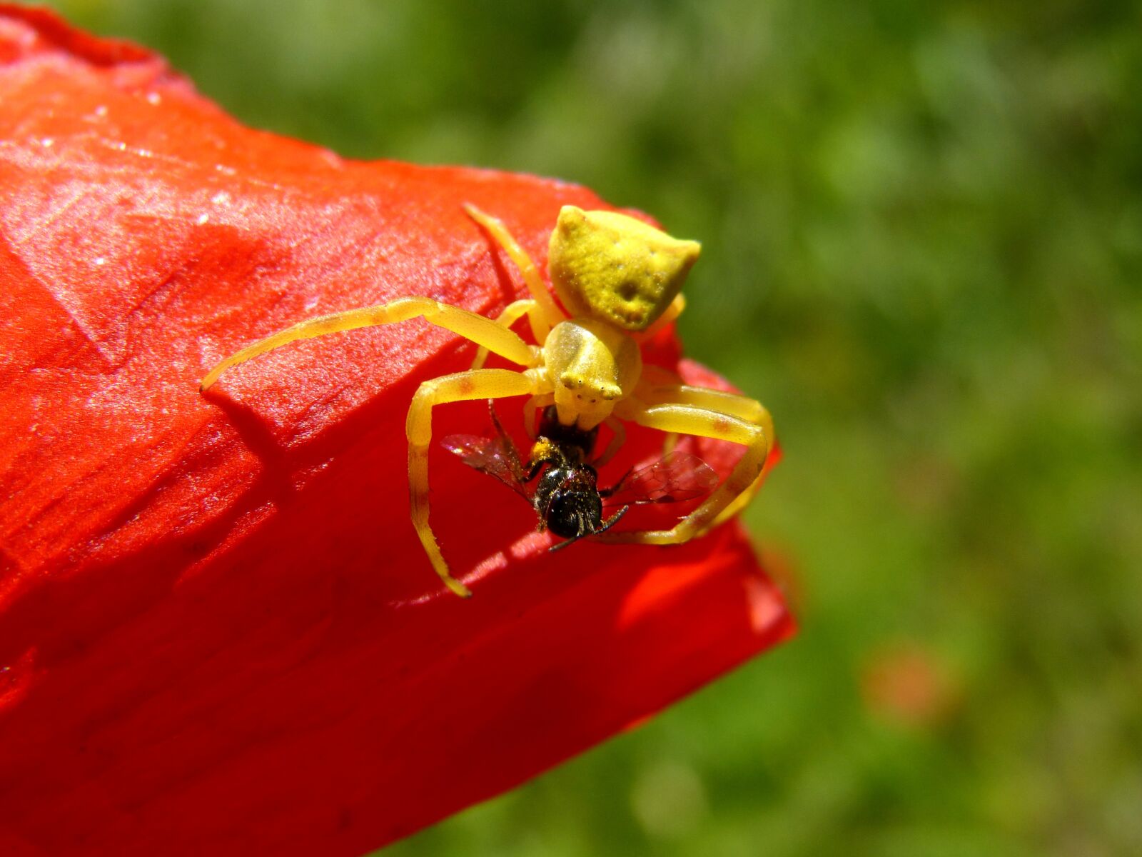 Panasonic DMC-FZ62 sample photo. Spider devouring a bee photography