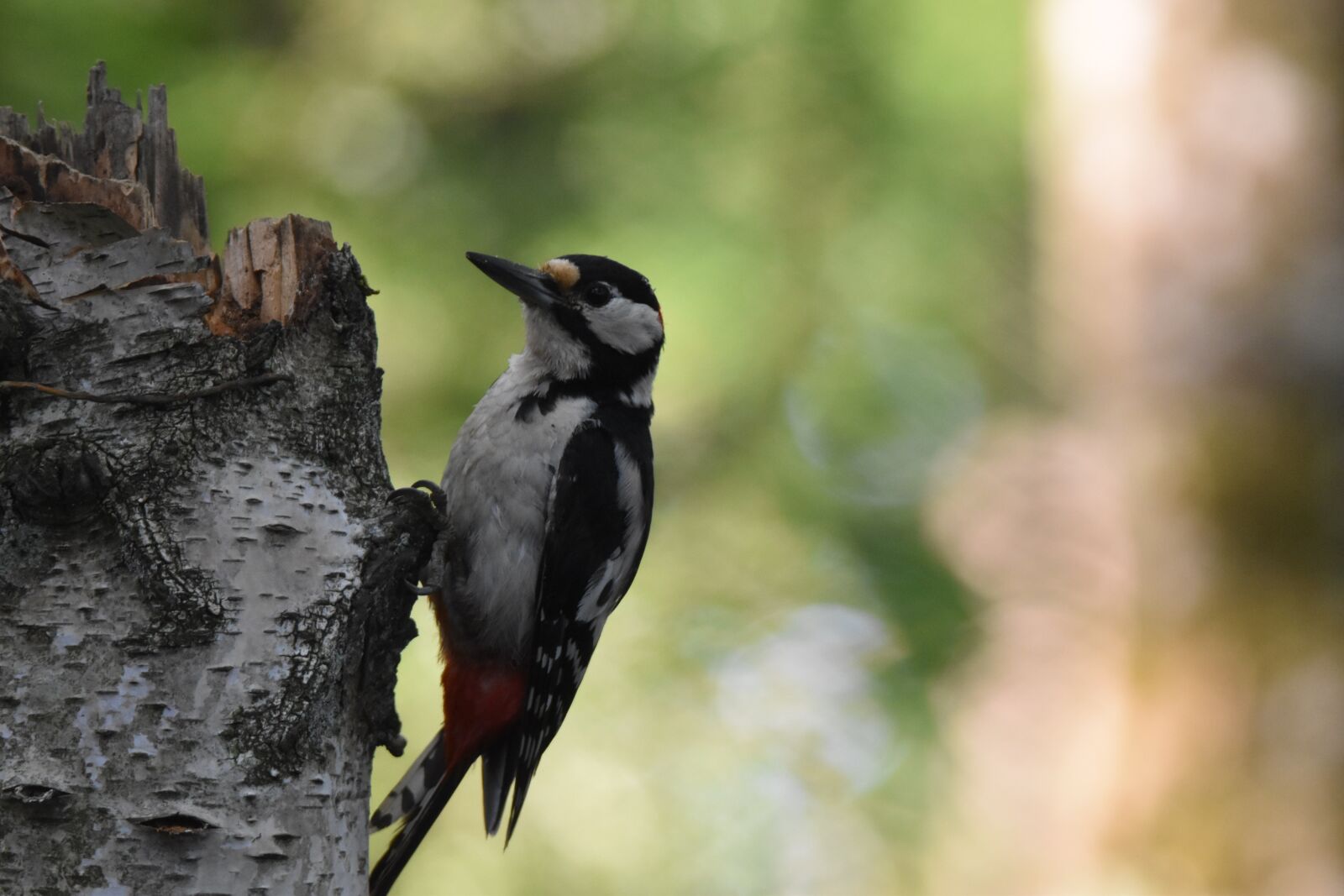 Nikon D5600 sample photo. Woodpecker, bird, animal photography