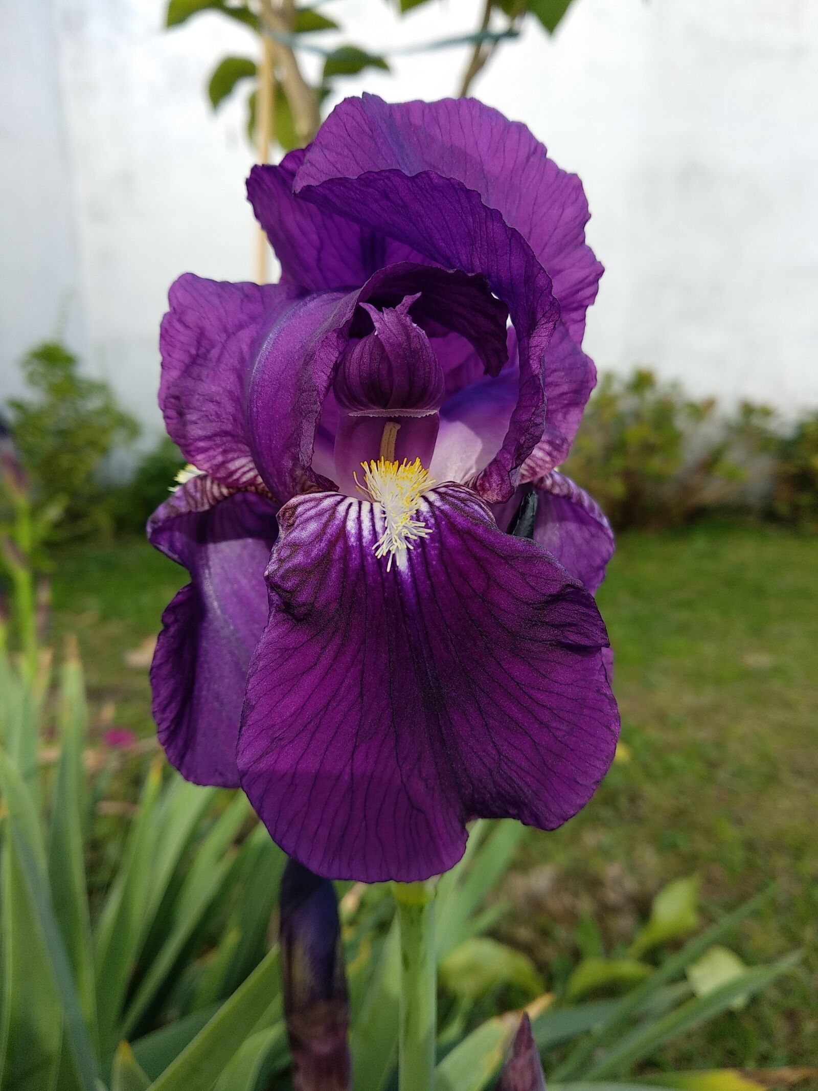 Xiaomi Mi A1 sample photo. Lirio, flor, naturaleza photography