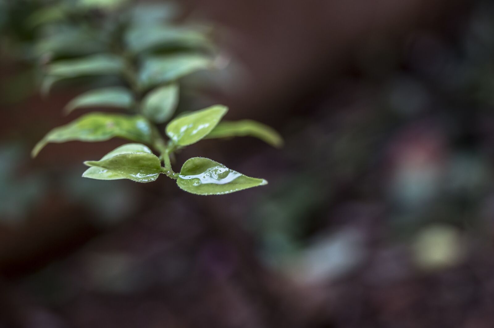 Sony DT 18-55mm F3.5-5.6 SAM II sample photo. Leaf, small, cute photography