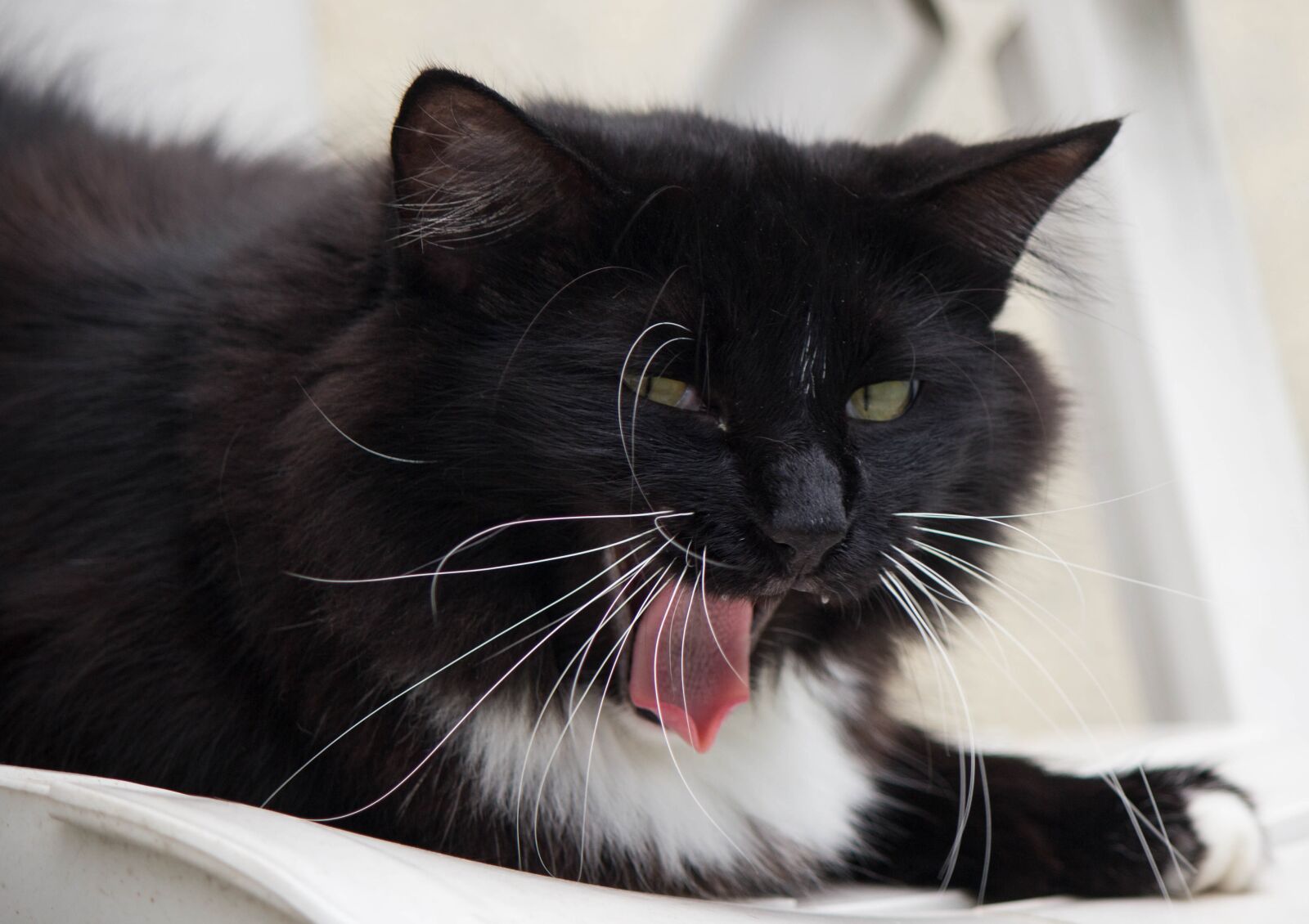 Canon EOS 60D sample photo. Cat, feline, domestic photography
