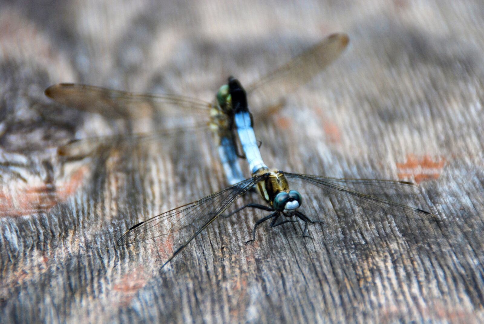 Nikon D40X sample photo. Dragonfly, insect, bug photography