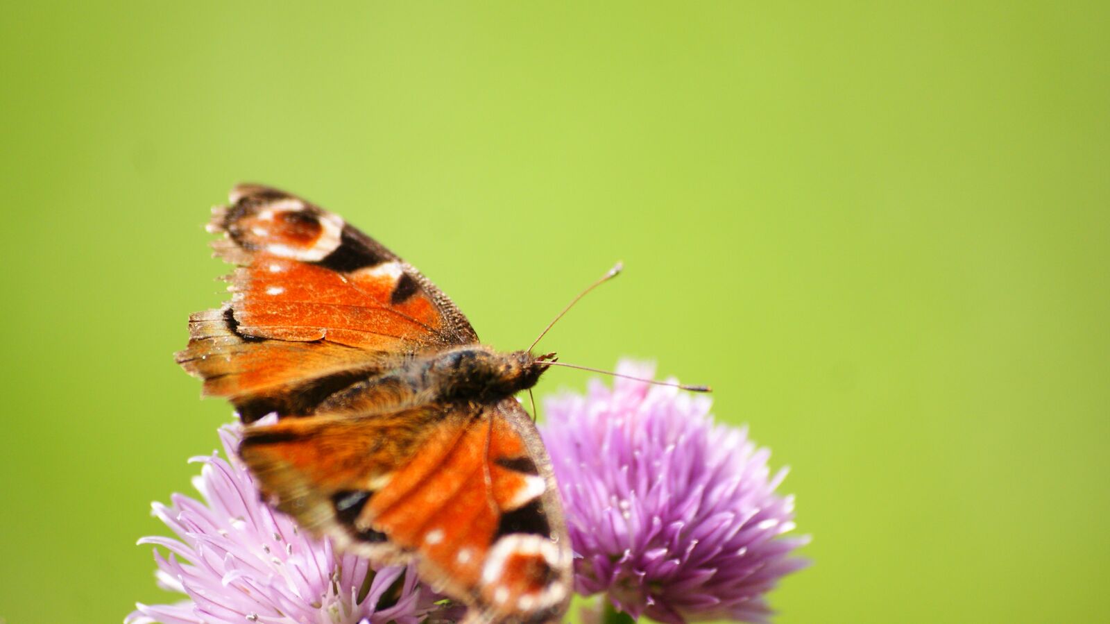 Sony Alpha DSLR-A300 sample photo. European peacock, butterfly, green photography