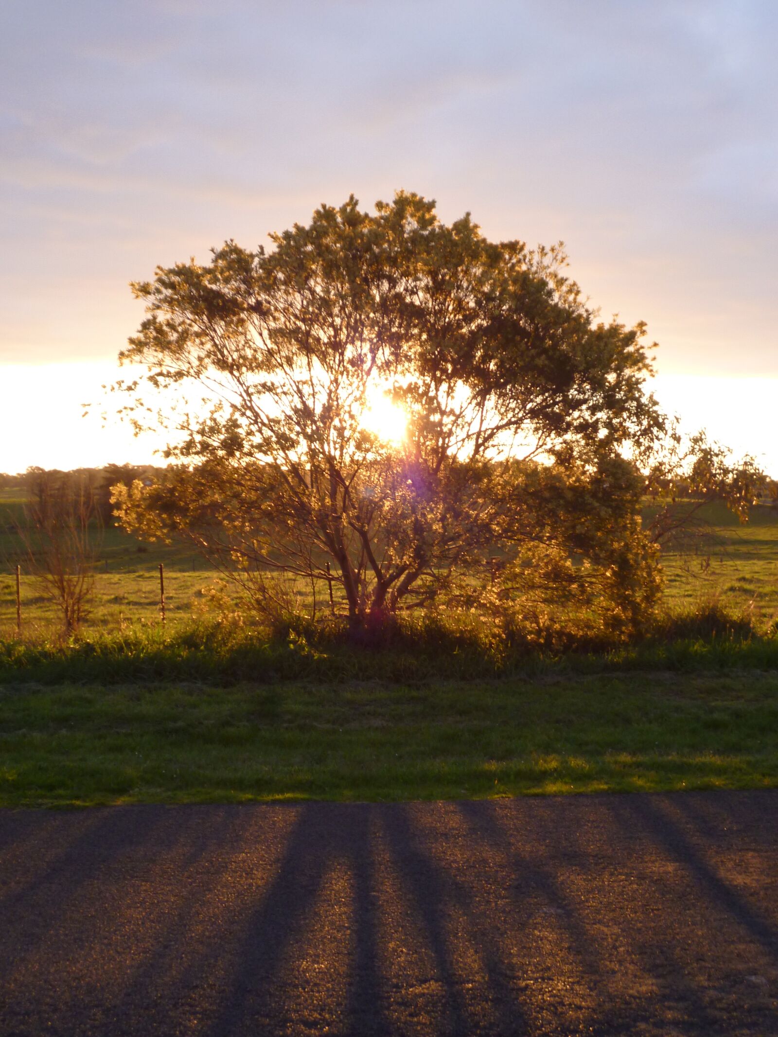 Panasonic Lumix DMC-S1 sample photo. Tree, sunset, light photography