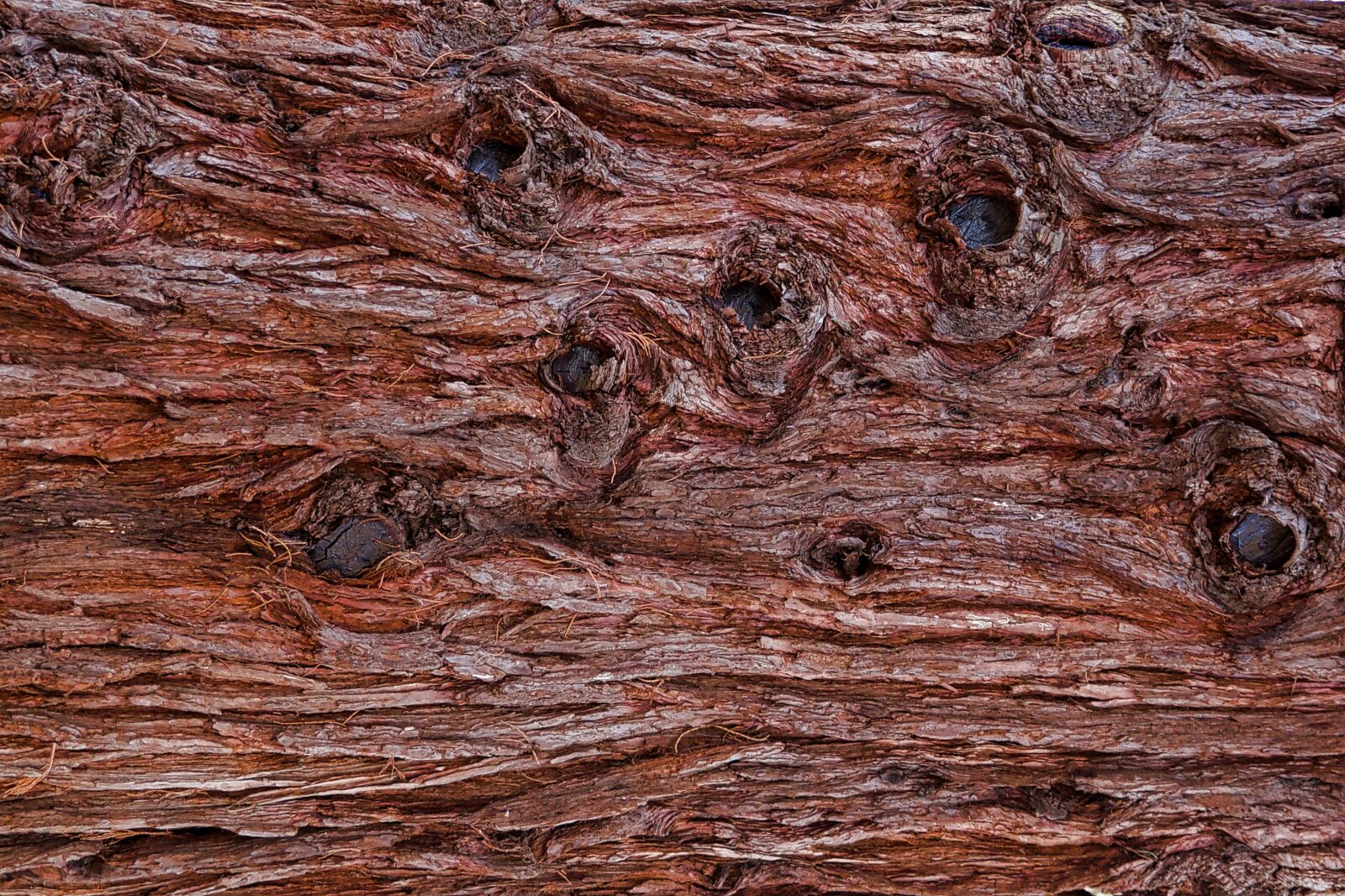 Nikon D5300 sample photo. Bark, tree bark, pattern photography