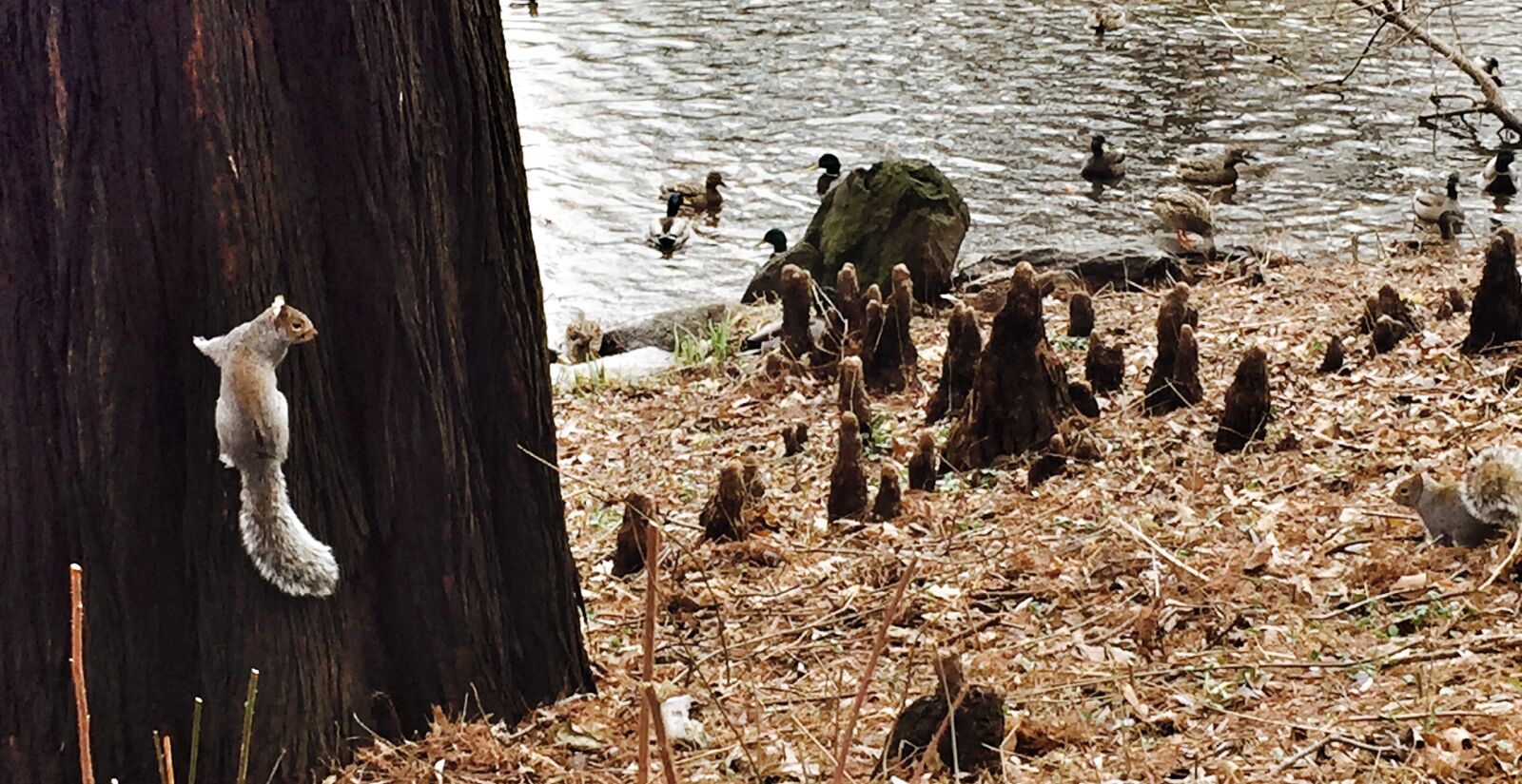 iPhone 6 back camera 4.15mm f/2.2 sample photo. Central, park, ducks, new photography