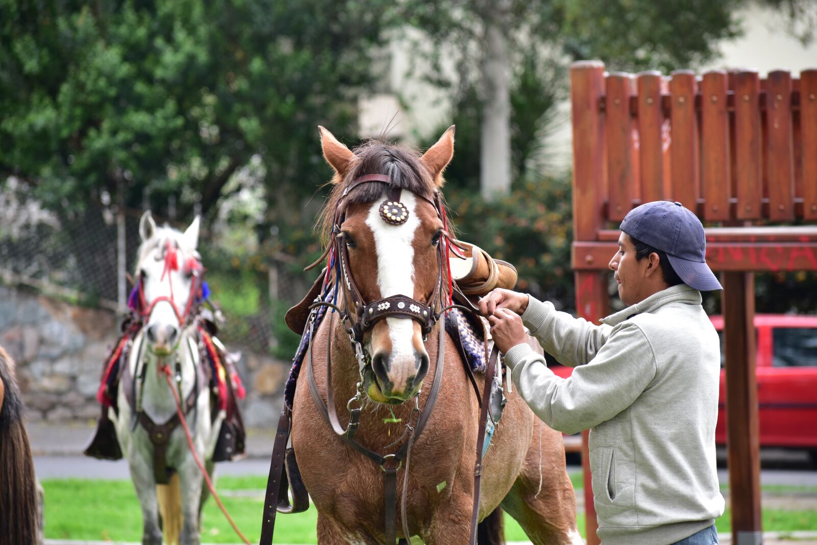 Nikon D3400 sample photo. Horse, rider, animals photography
