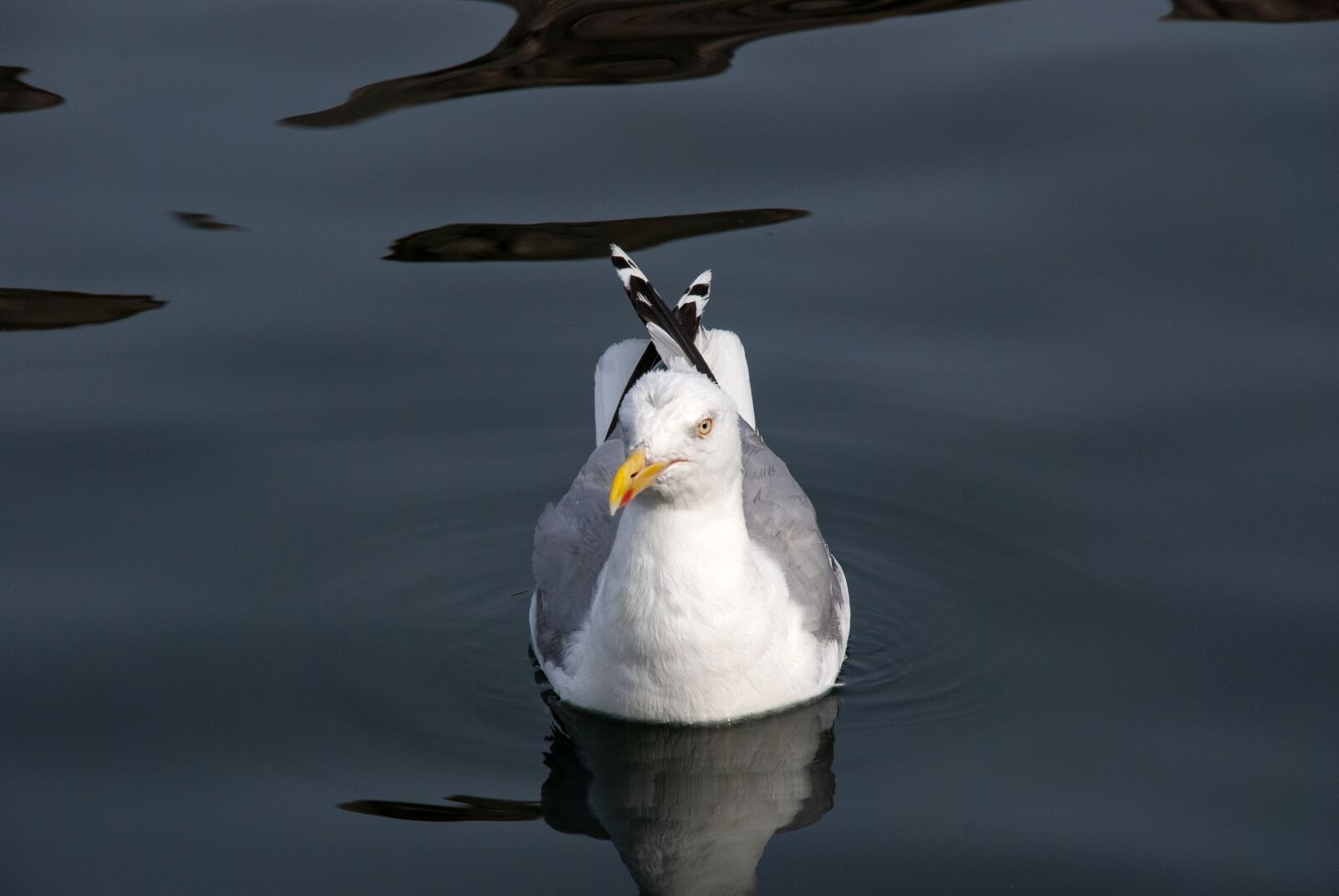 Nikon D80 sample photo. Trut, seabird, coast photography