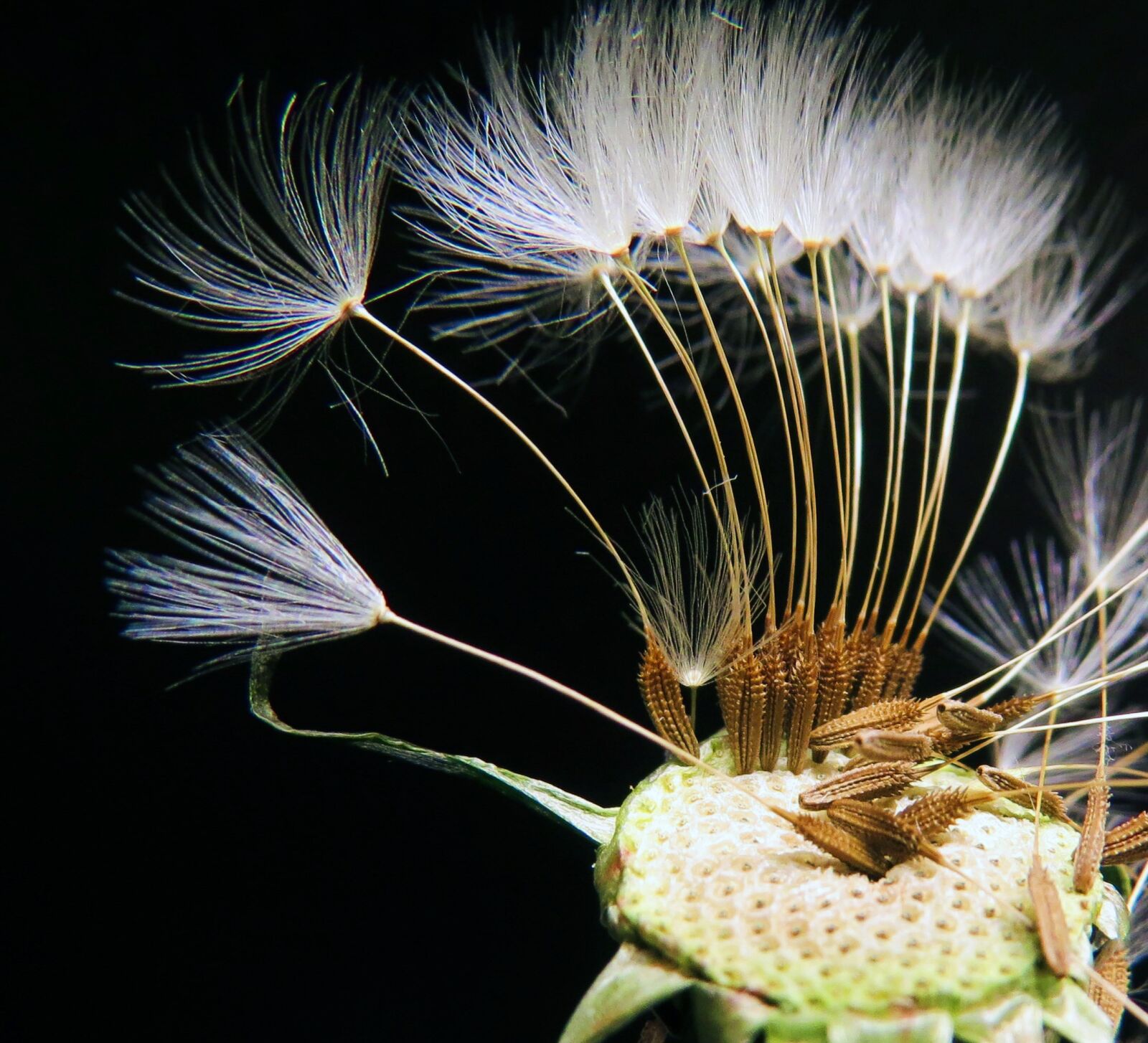 Canon PowerShot SX50 HS sample photo. Seeds, weed, seed head photography