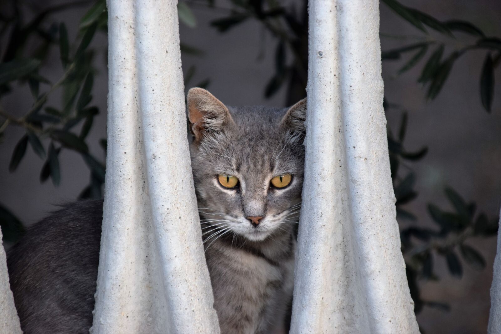 Nikon D3300 sample photo. Cat, animal, nature photography