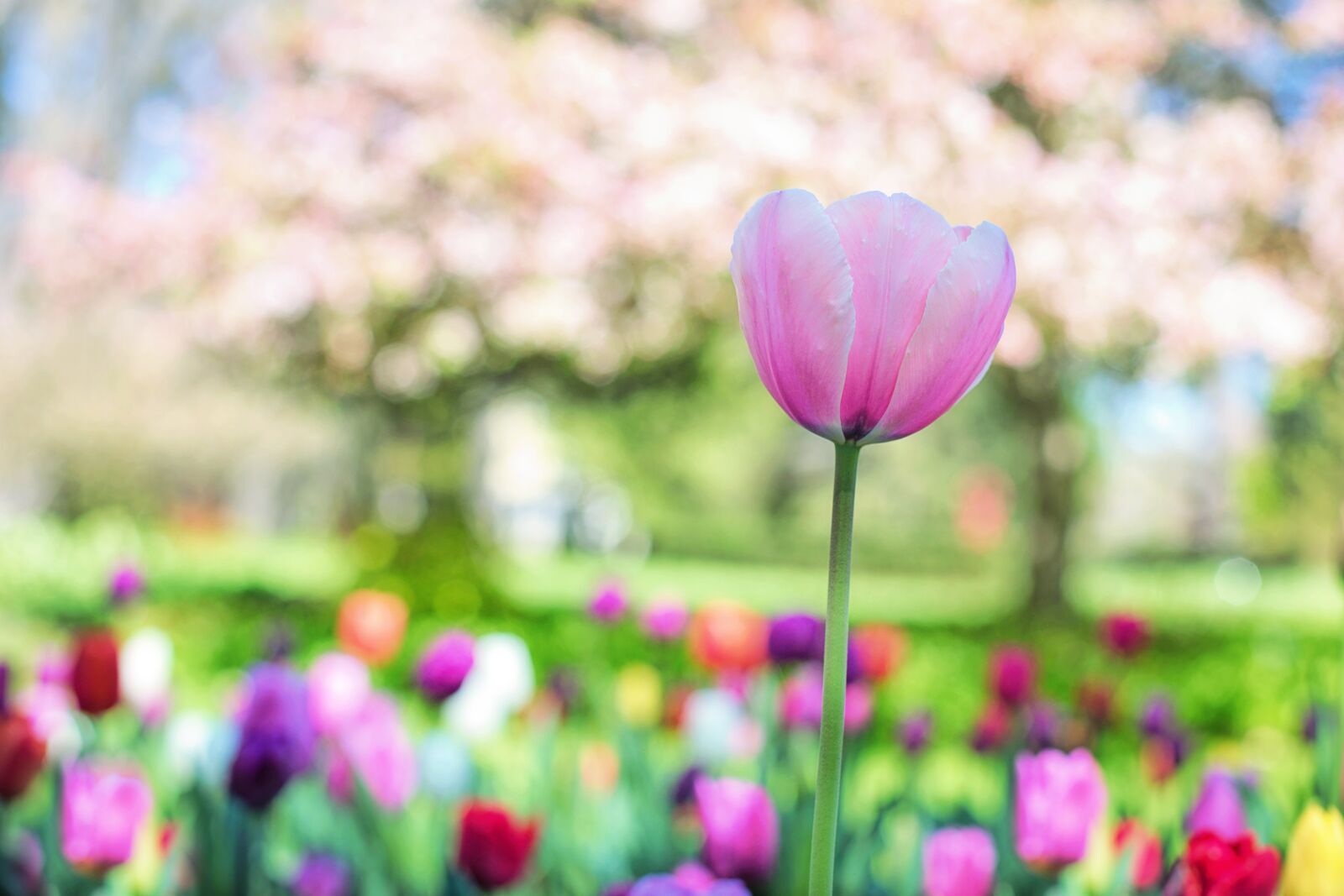 Canon EF 50mm F1.4 USM sample photo. Tulips, pink, spring photography
