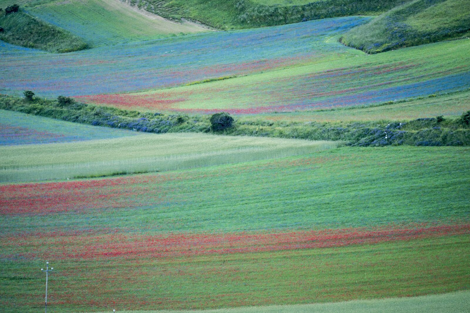 Sony a7 II + Sony FE 70-300mm F4.5-5.6 G OSS sample photo. Bloom, castelluccio di norcia photography