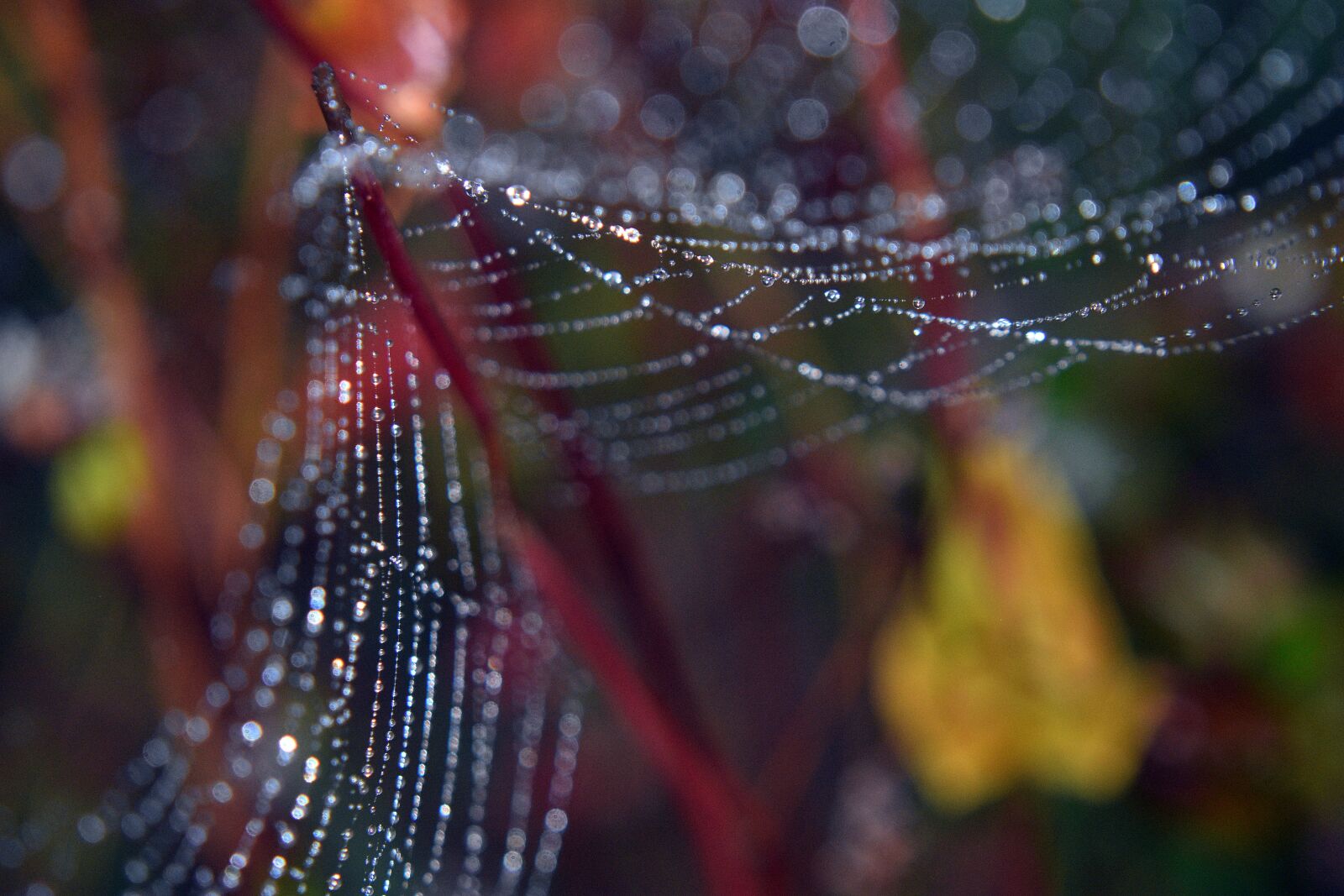 Nikon D3400 sample photo. Cobweb, spiderweb, dew photography