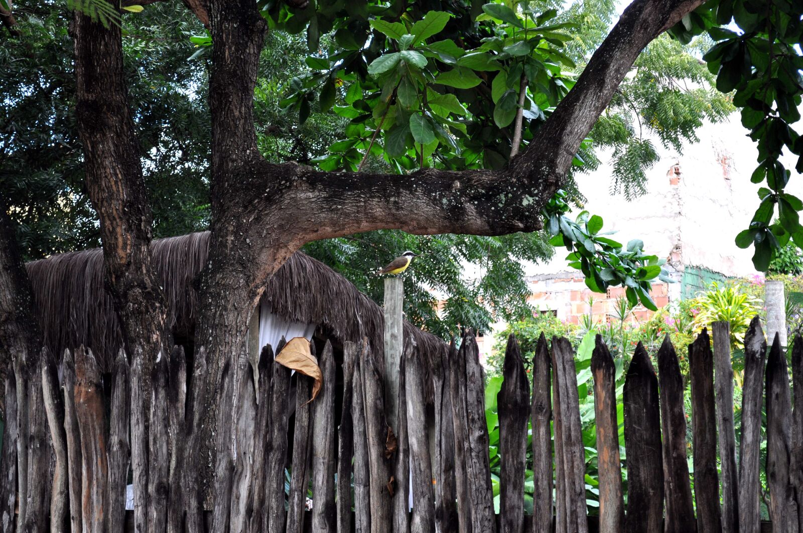 Nikon D5000 sample photo. Colorful, tropical, bird, pole photography