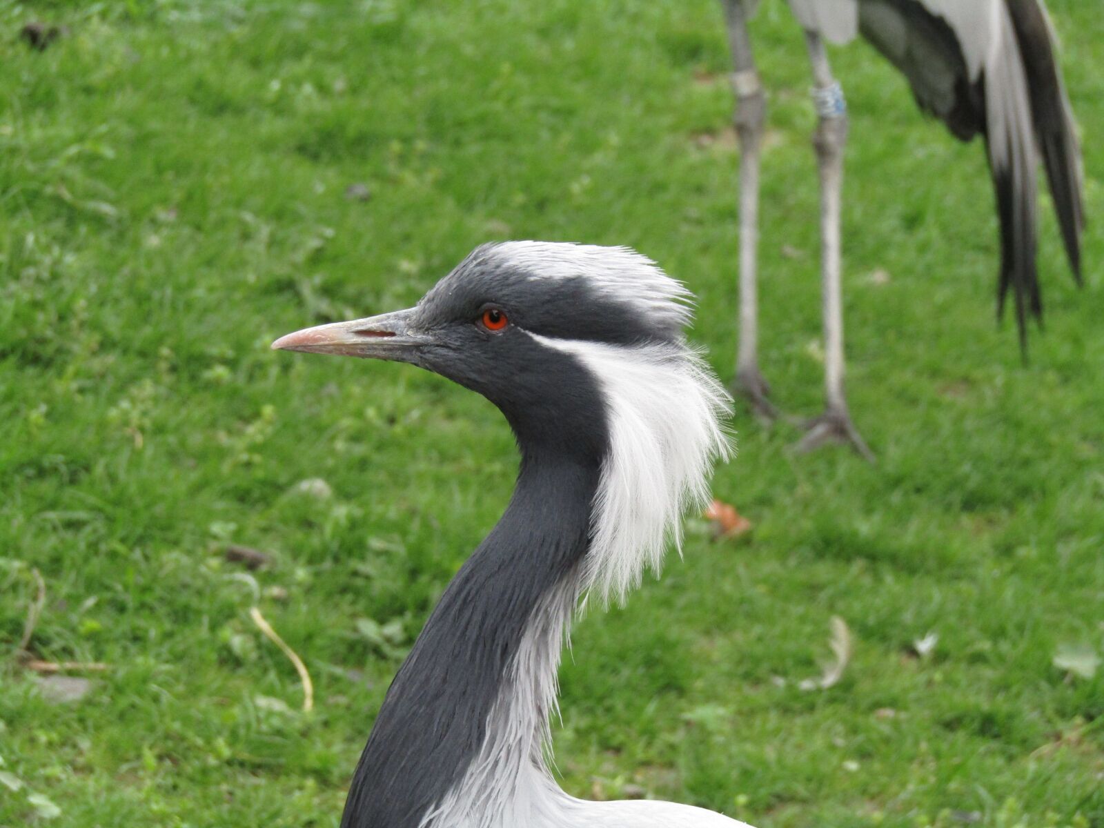 Canon PowerShot SX410 IS sample photo. Bird, head, beak photography