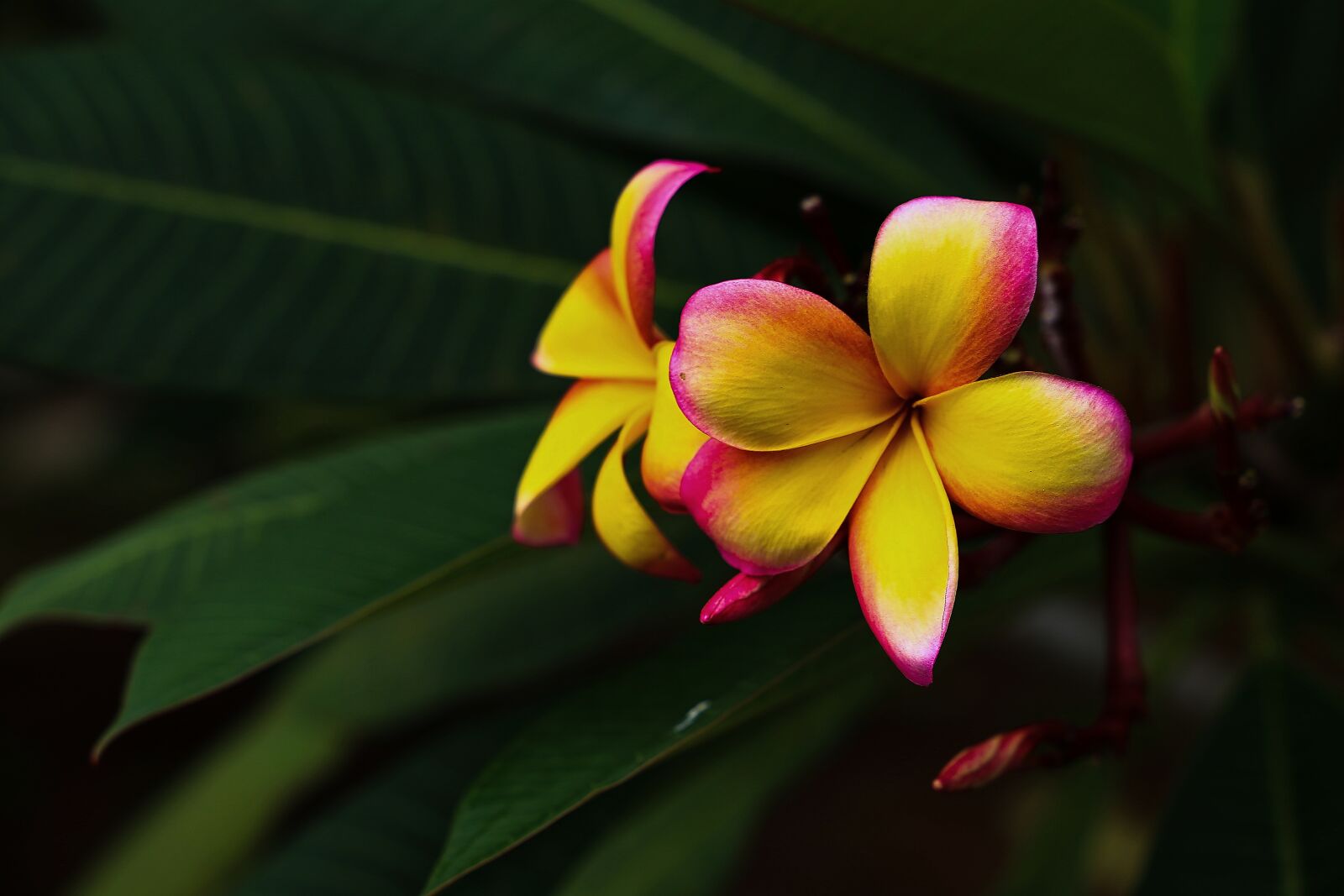 Canon EF 24-105mm F3.5-5.6 IS STM sample photo. Garden, plant, nature photography