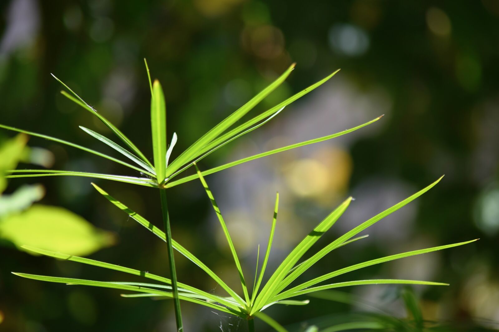 Nikon D5300 sample photo. Green, nature, campaign photography