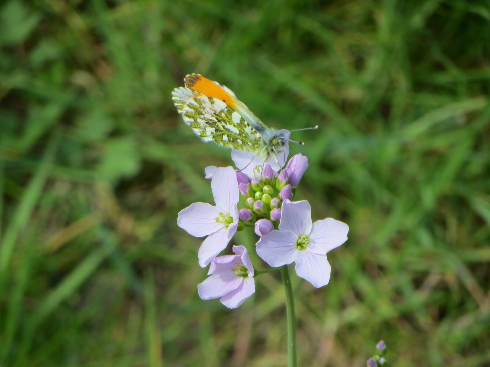 Canon PowerShot SX240 HS sample photo. Flower, butterfly, nature photography