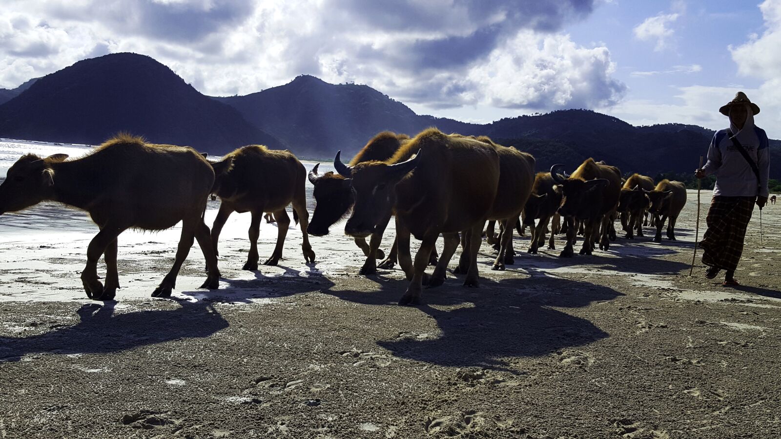 Samsung Galaxy S6 sample photo. Cows, bull, flock photography