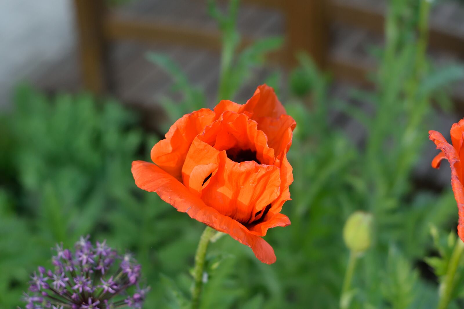 Nikon D3300 sample photo. Poppy, blossom, bloom photography