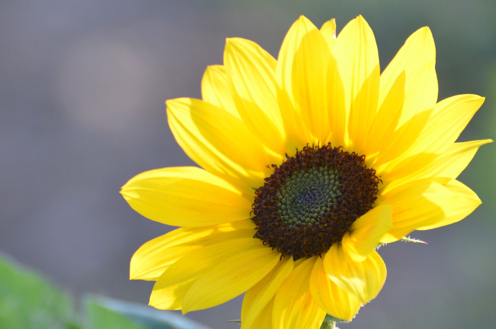 Nikon D800 sample photo. Flower, sunflower, plant photography