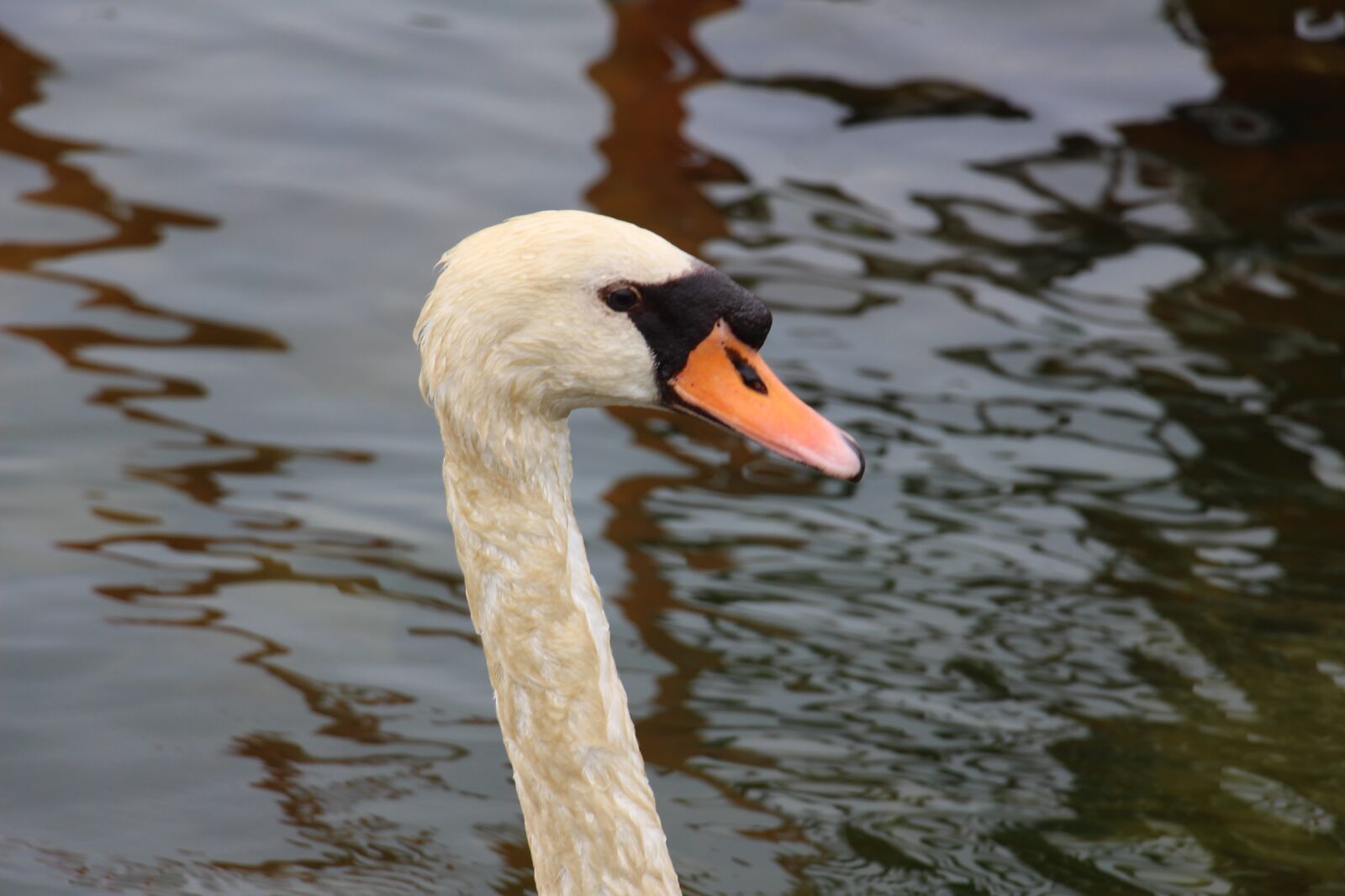 Canon EOS 700D (EOS Rebel T5i / EOS Kiss X7i) sample photo. Swan, animal, water bird photography