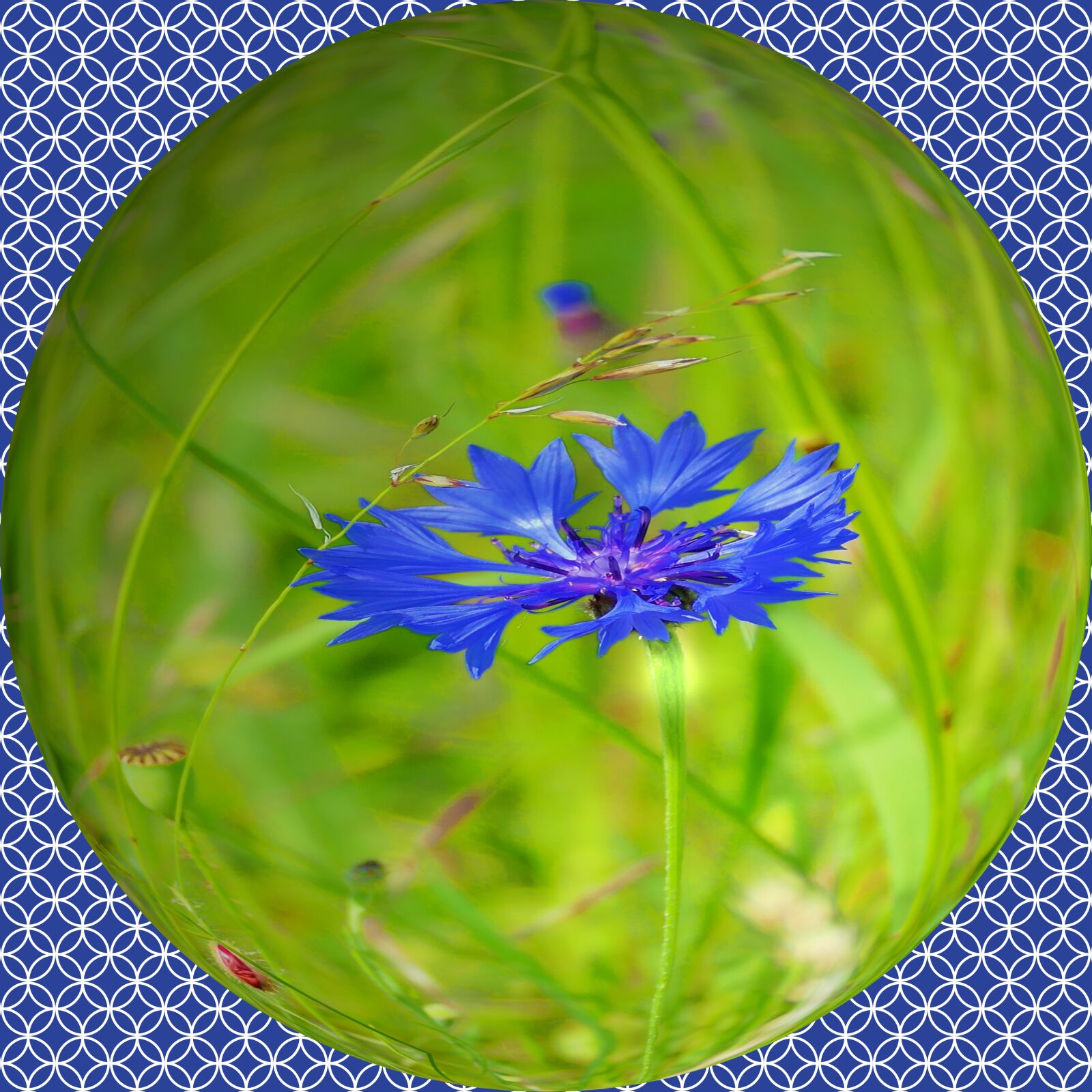 Panasonic Lumix DMC-FZ1000 sample photo. Cornflower, blossom, bloom photography