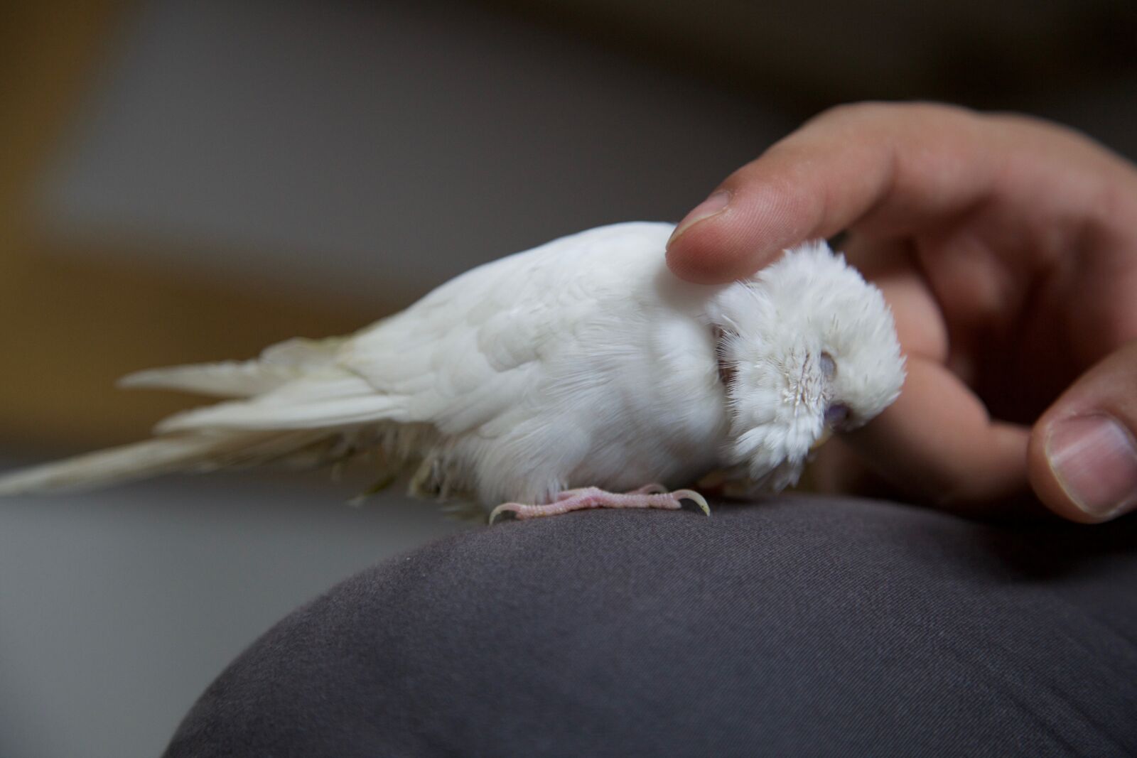 Canon EOS 5D Mark II sample photo. Hand stroking, parrot, pet photography