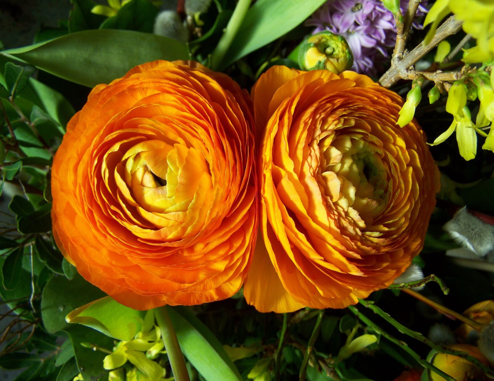 Kodak EASYSHARE ZD710 ZOOM DIGITAL CAMERA sample photo. Goldilocks, orange, cut flower photography